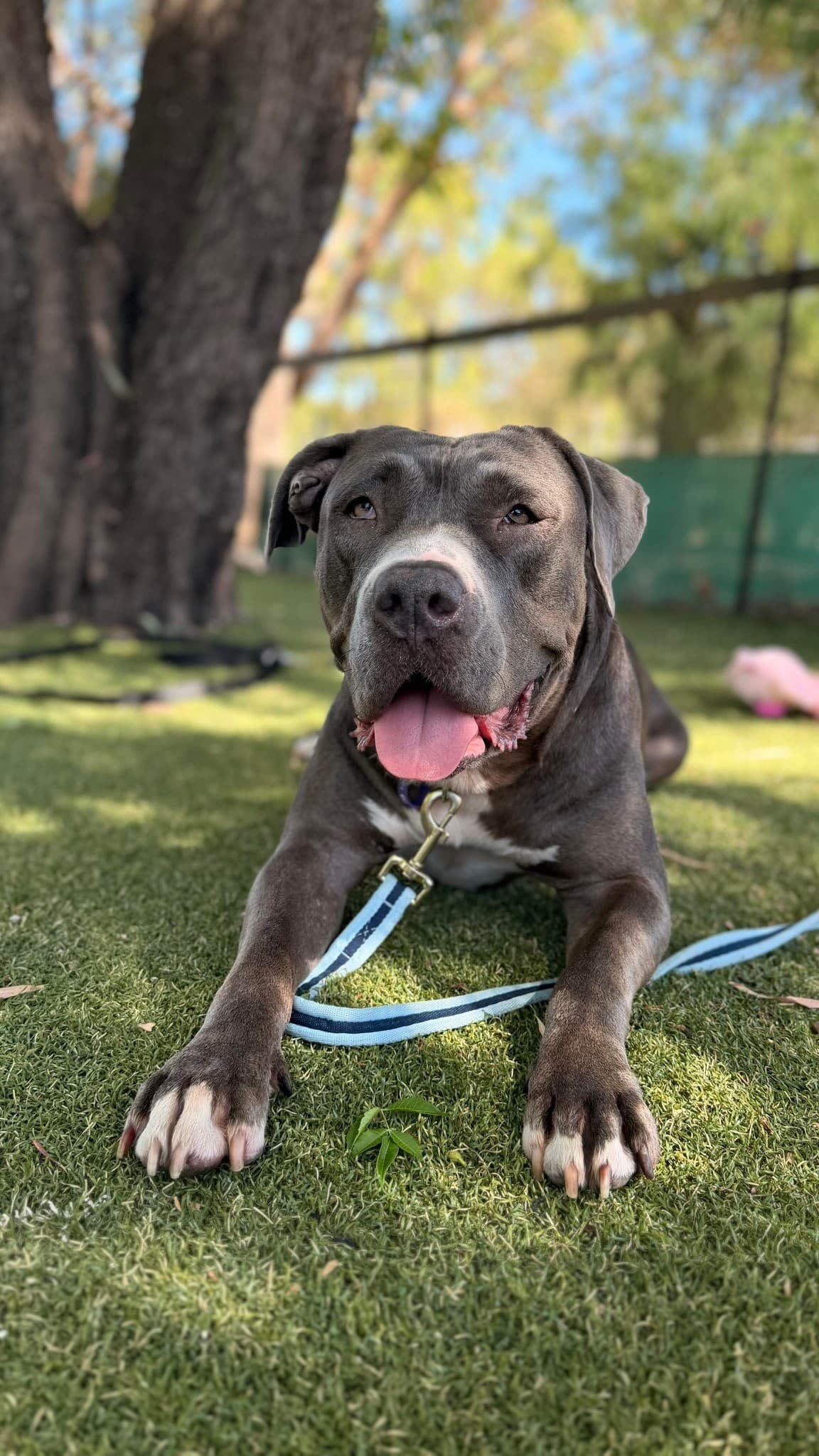 Poppy - Amstaff x available for adoption at K9 Dog Rescue in Perth
