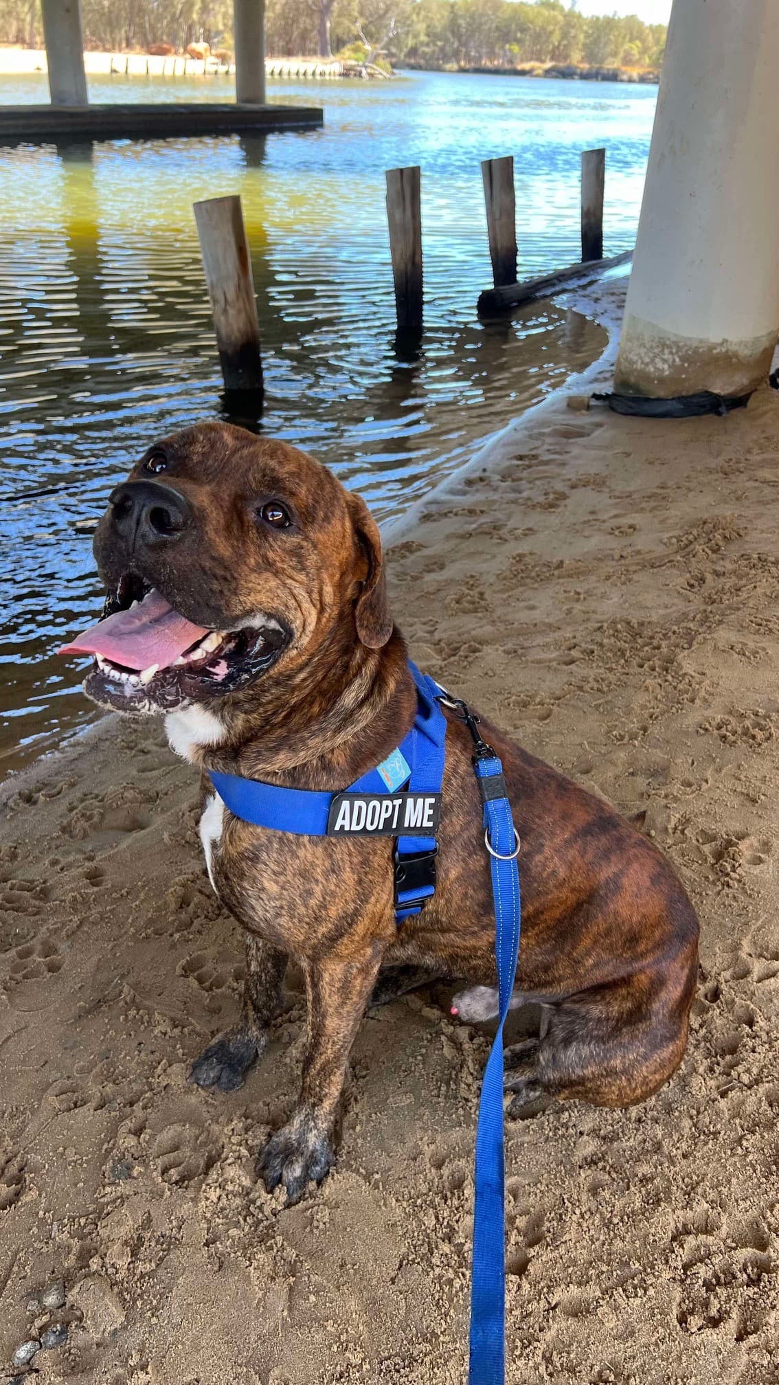 Rudy - Bullmastiff x available for adoption at K9 Dog Rescue in Perth