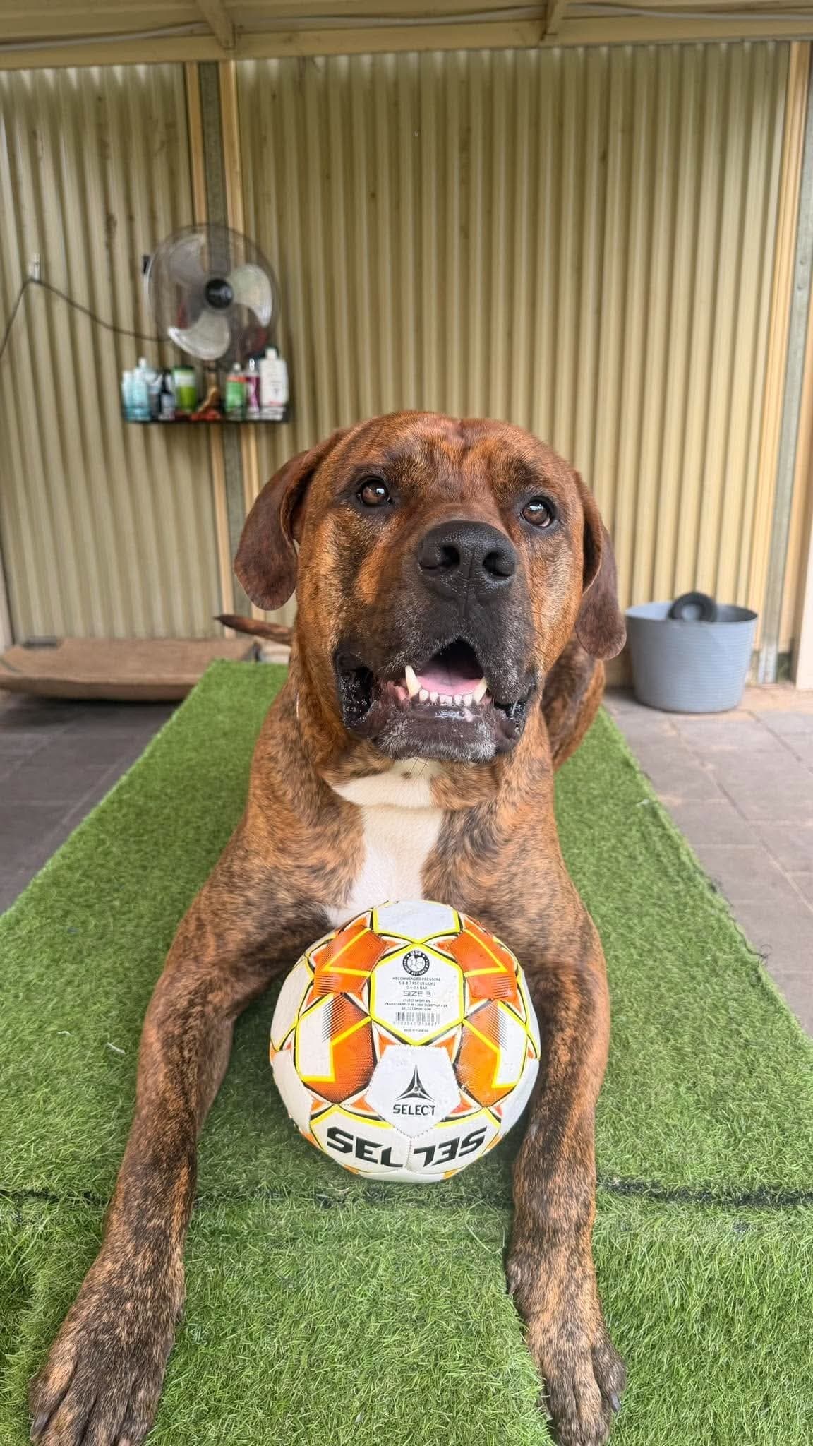 Rudy - Bullmastiff x available for adoption at K9 Dog Rescue in Perth