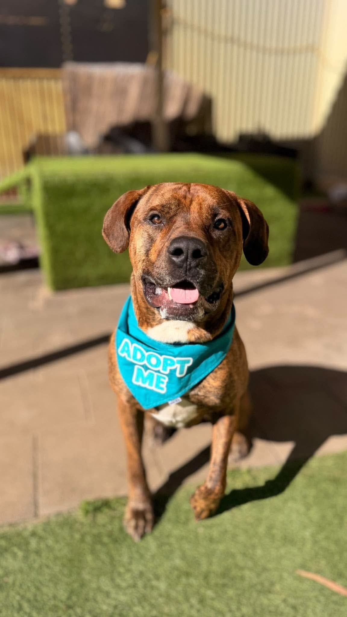 Rudy - Bullmastiff x available for adoption in Perth