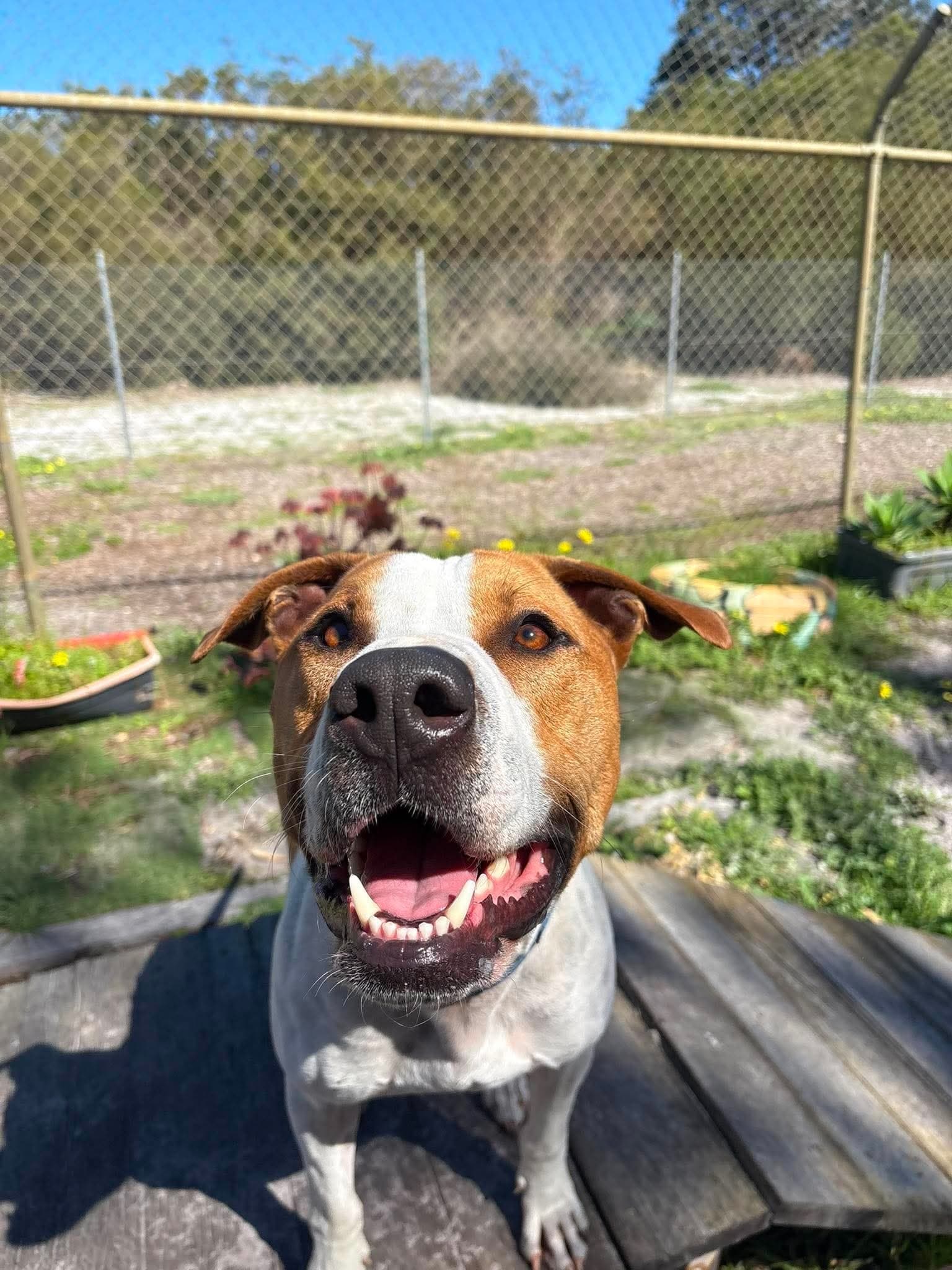 Banksy - Bull Arab x Staffy available for adoption in Perth