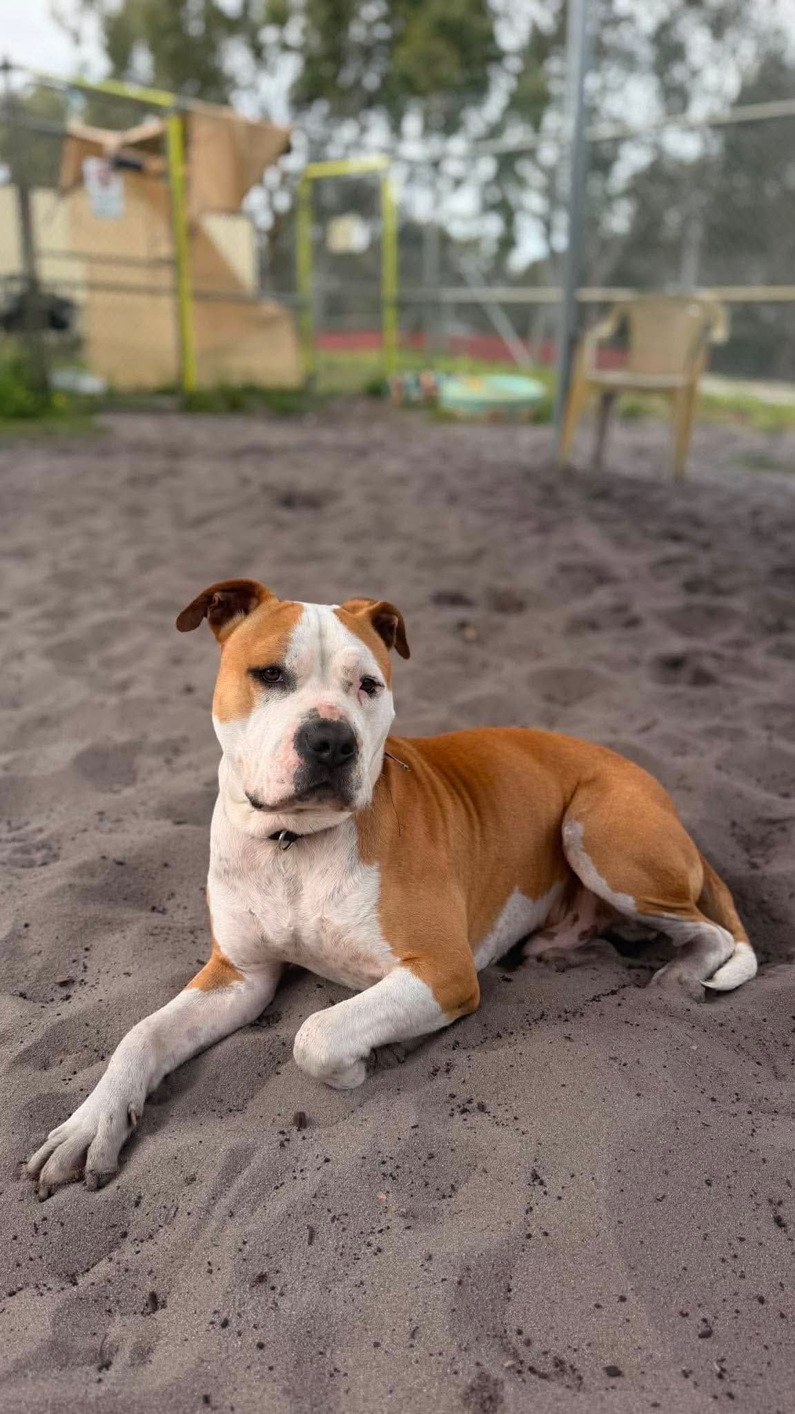 Mitch - Staffy x available for adoption at K9 Dog Rescue in Perth