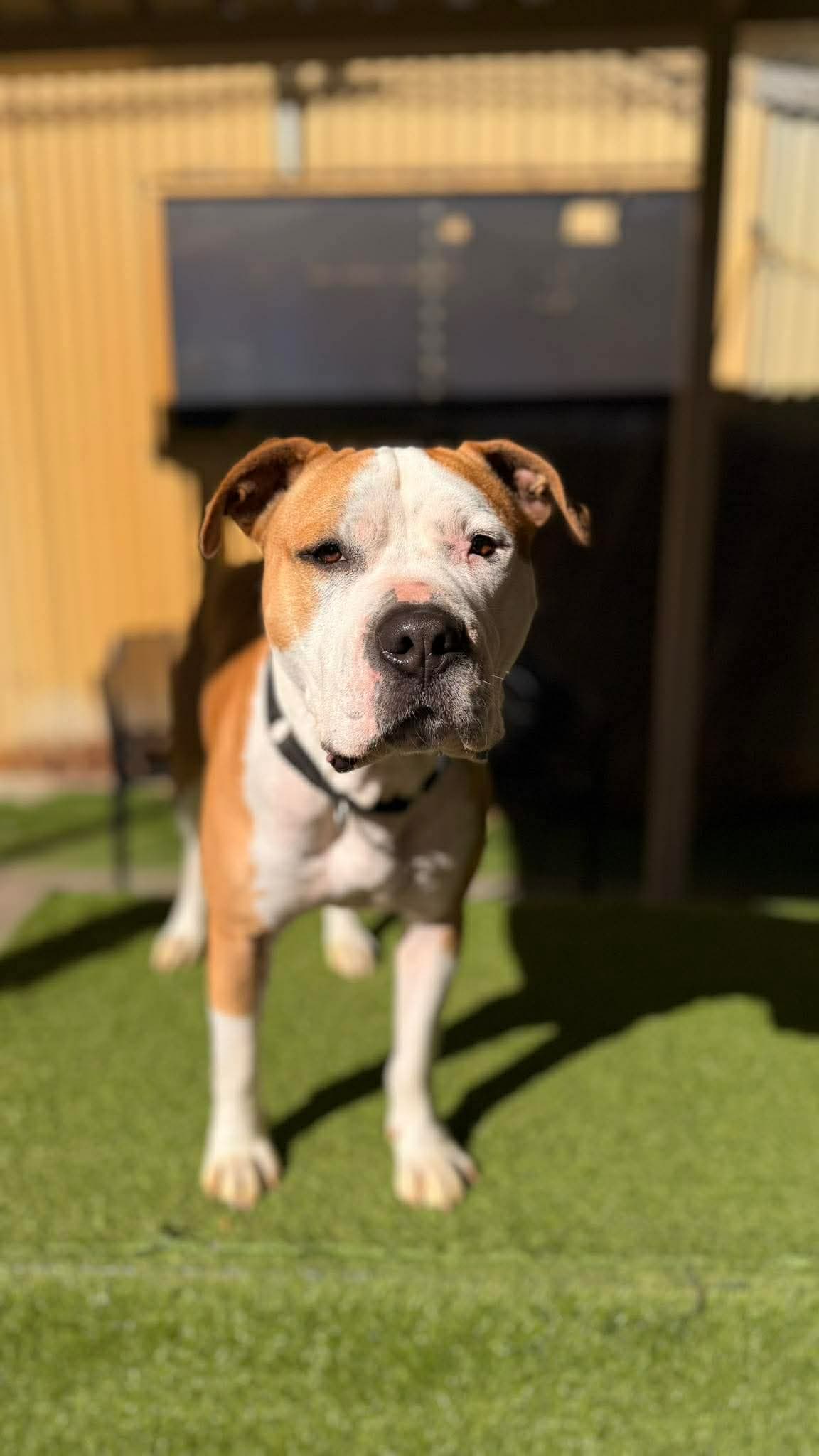 Mitch - Staffy x available for adoption at K9 Dog Rescue in Perth