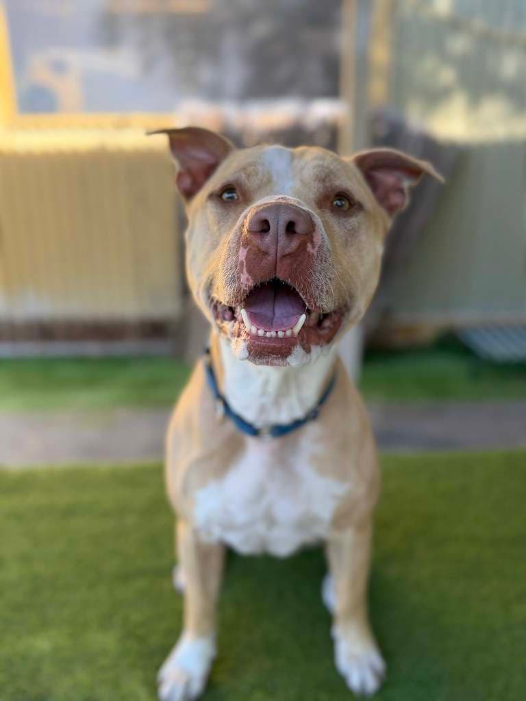 Saviour - Amstaff x American Bulldog available for adoption in Perth