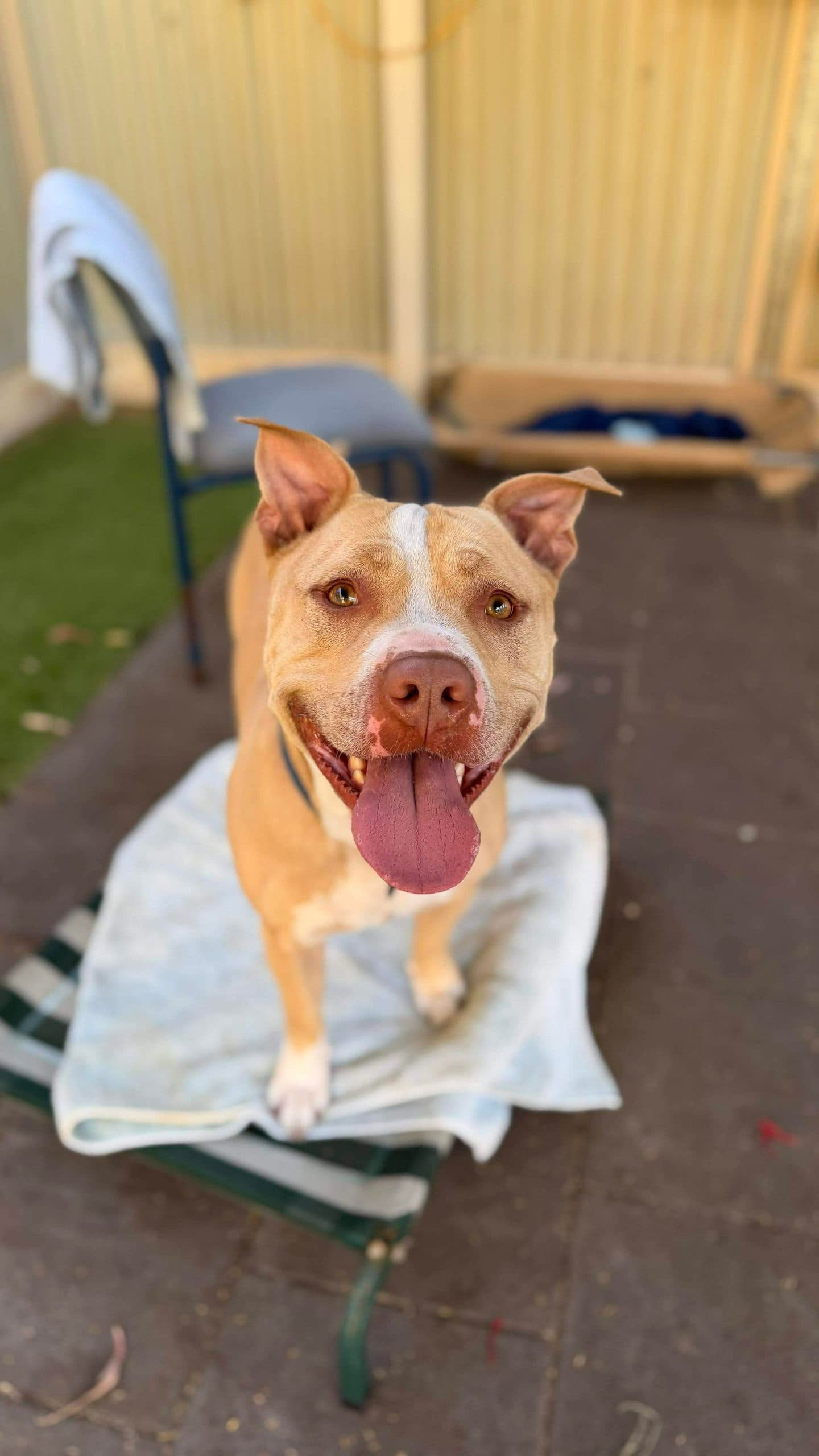 Saviour - Amstaff x American Bulldog available for adoption at K9 Dog Rescue in Perth