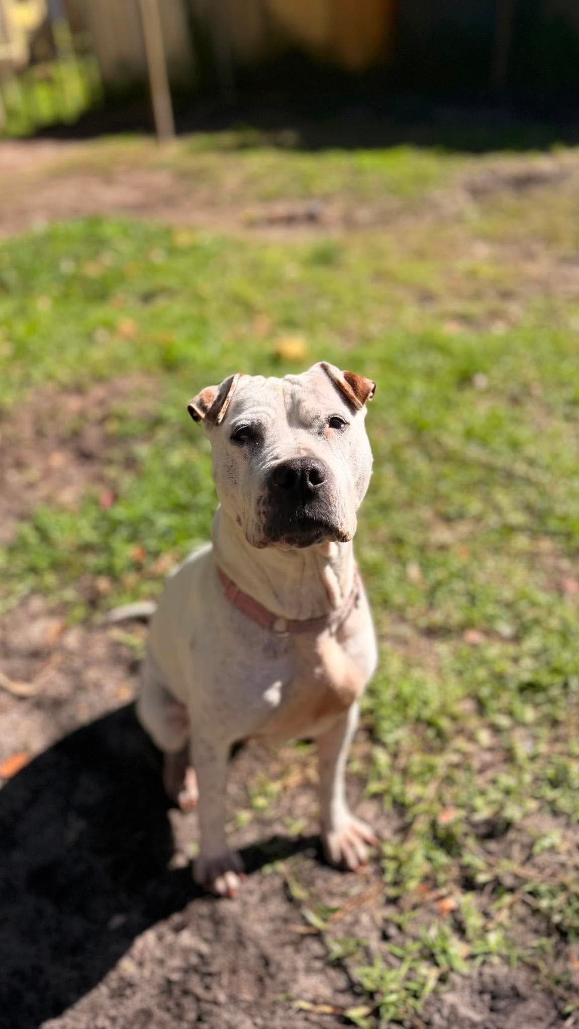 Pearl - Shar Pei x available for adoption in Perth