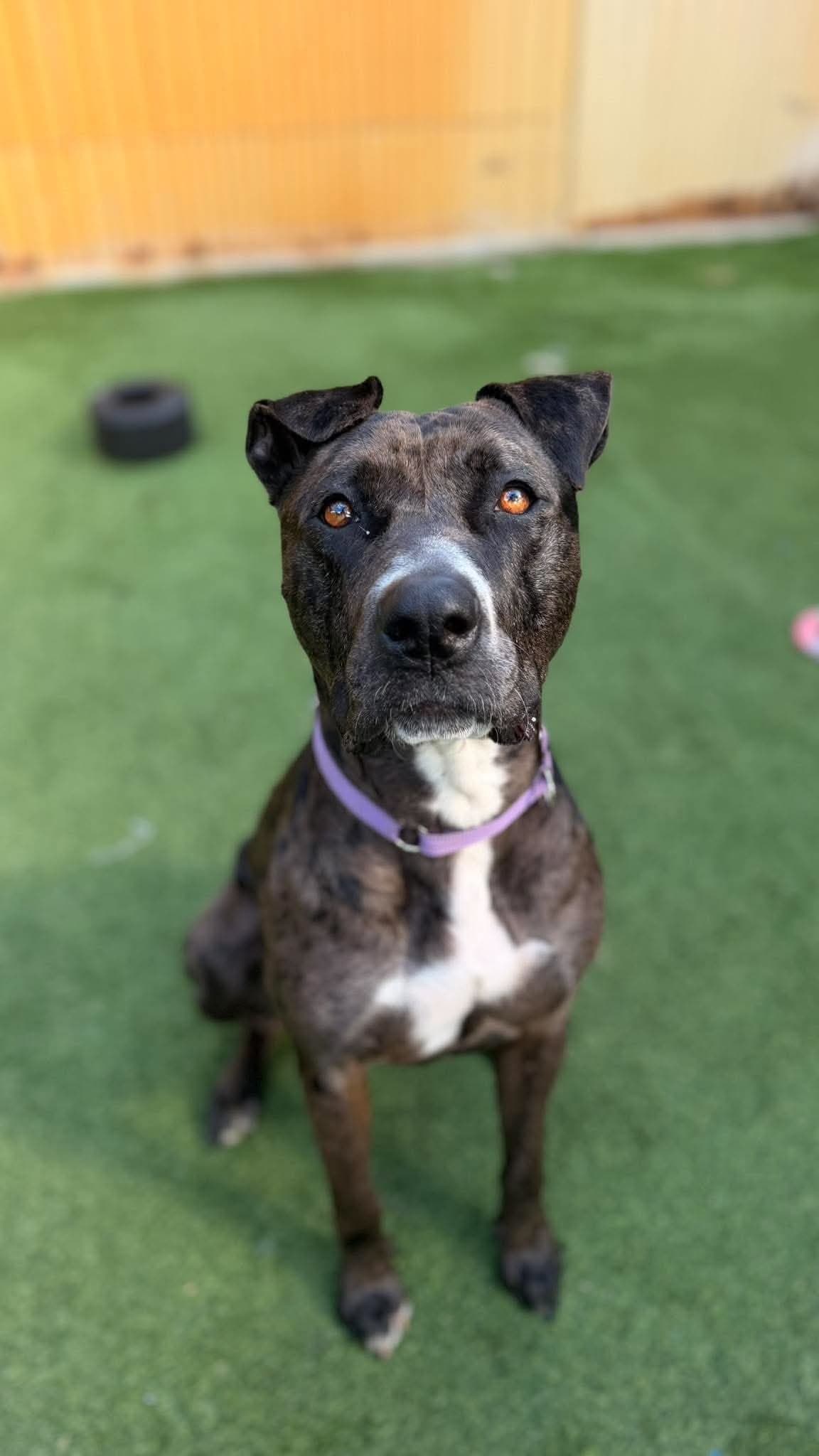 Ember - Staffy x available for adoption at K9 Dog Rescue in Perth