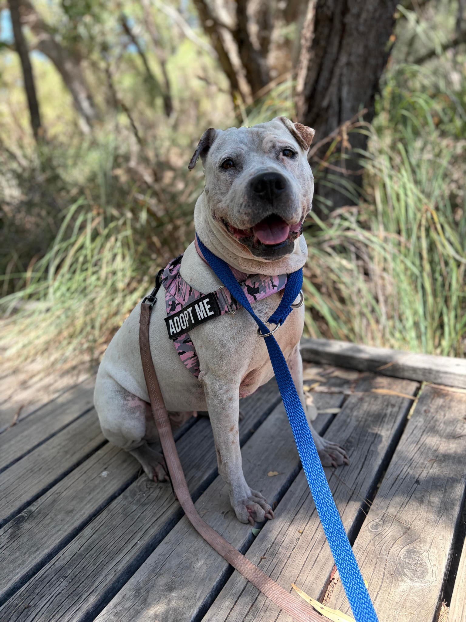 Pearl - Shar Pei x available for adoption at K9 Dog Rescue in Perth