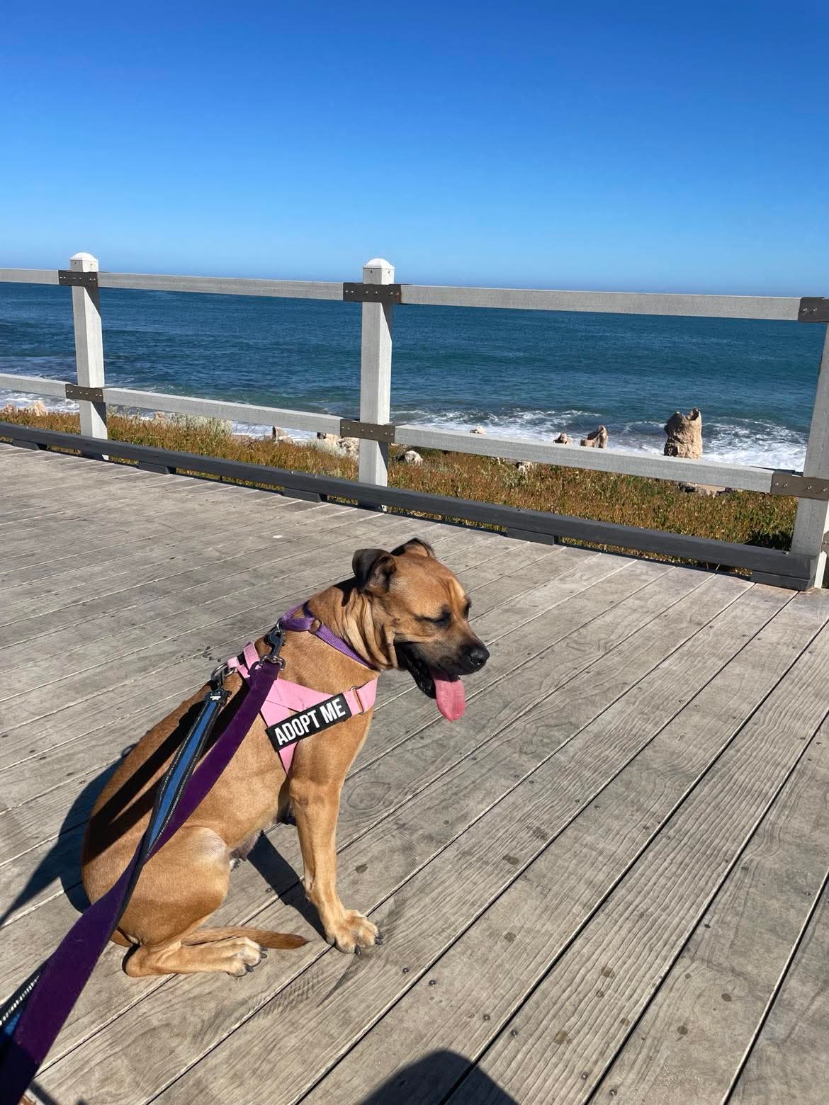 Misty - Staffy x available for adoption at K9 Dog Rescue in Perth