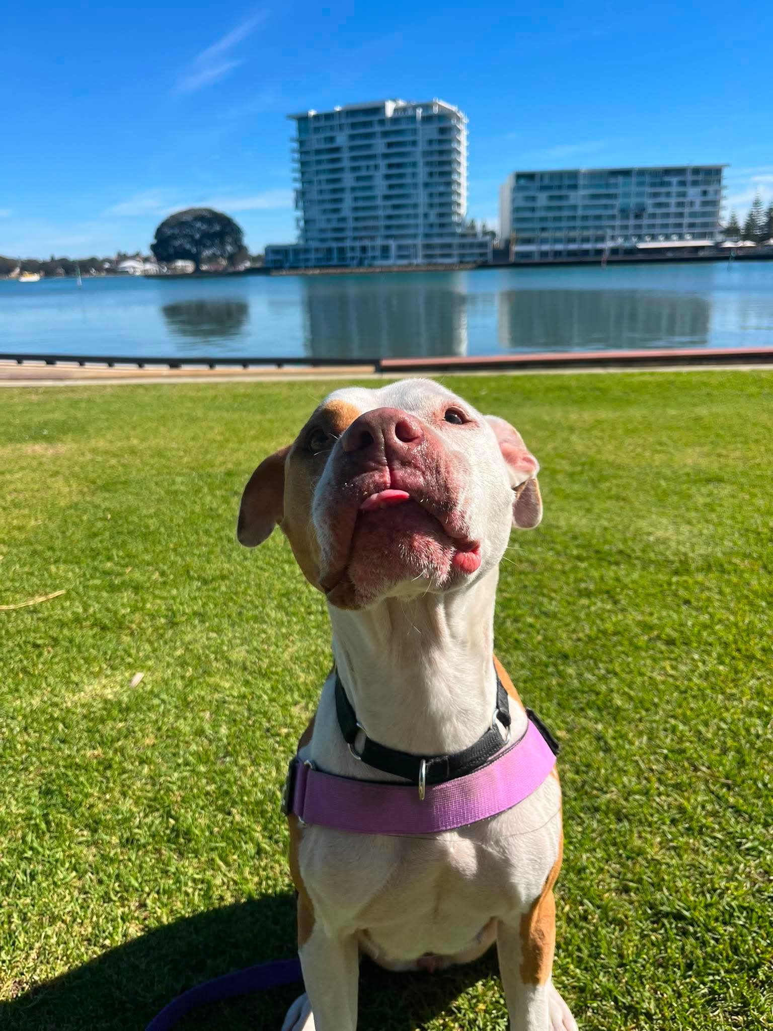 Indi - Amstaff x available for adoption at K9 Dog Rescue in Perth