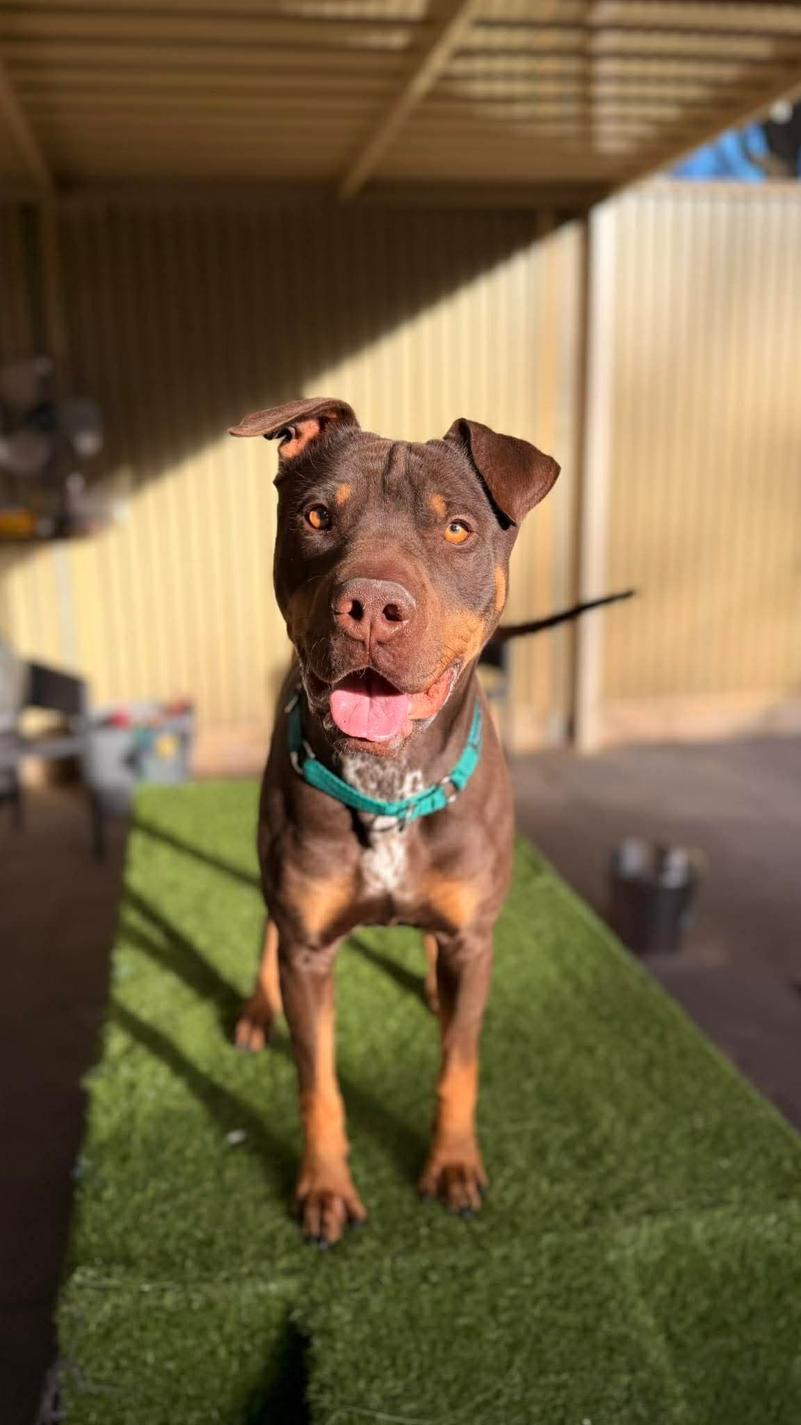 Tag - Kelpie x Shar Pei available for adoption at K9 Dog Rescue in Perth