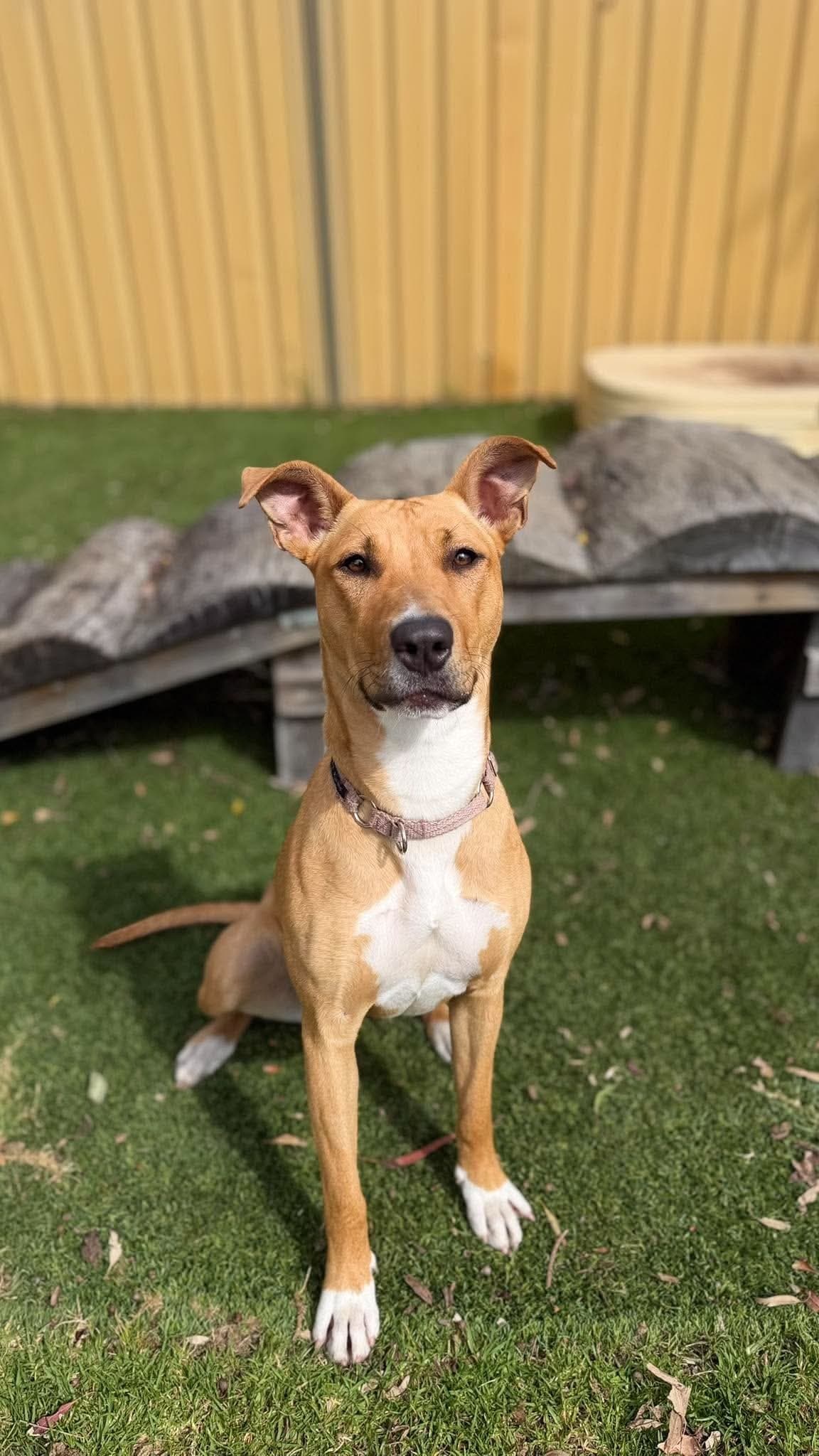 Honey - Staffy x available for adoption at K9 Dog Rescue in Perth