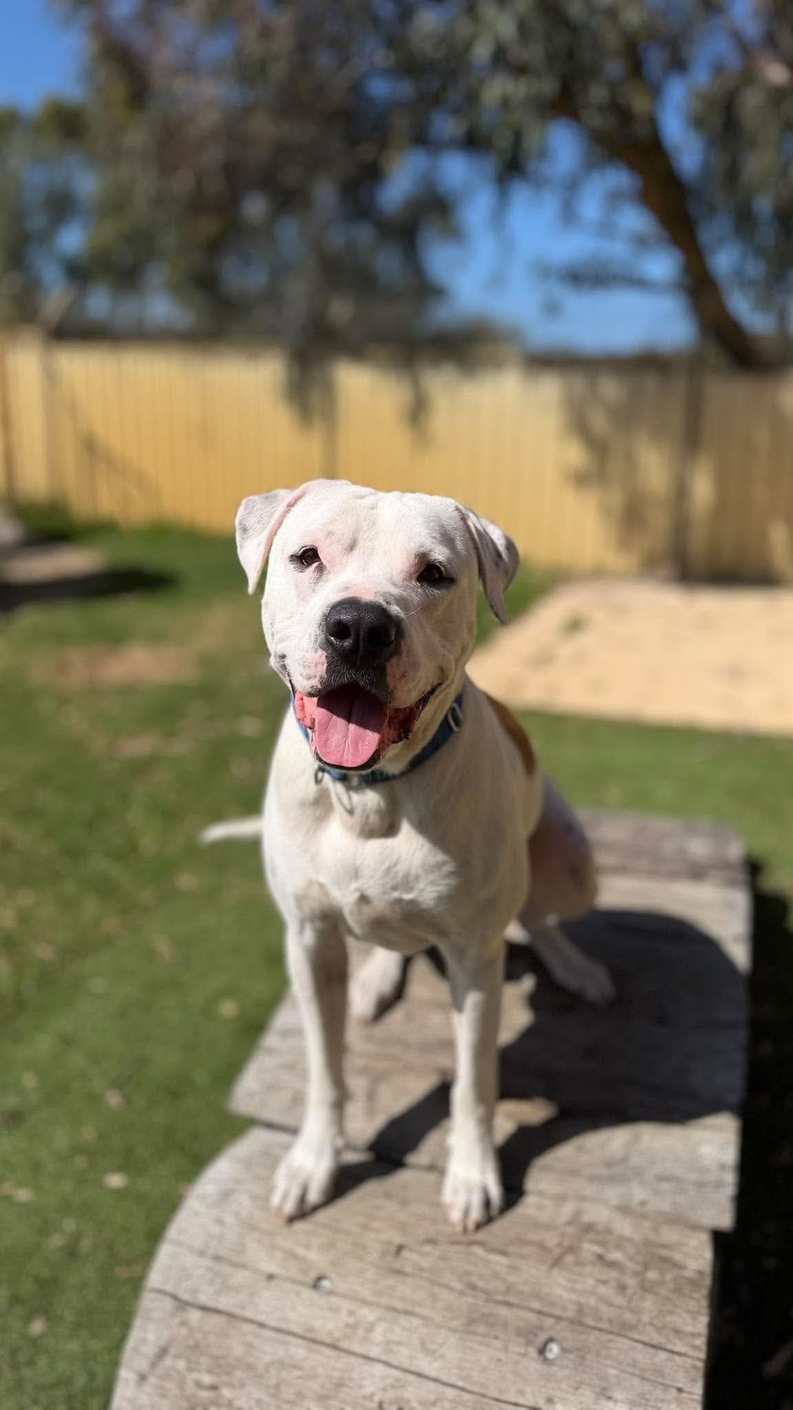 Walter - American Bulldog x available for adoption in Perth