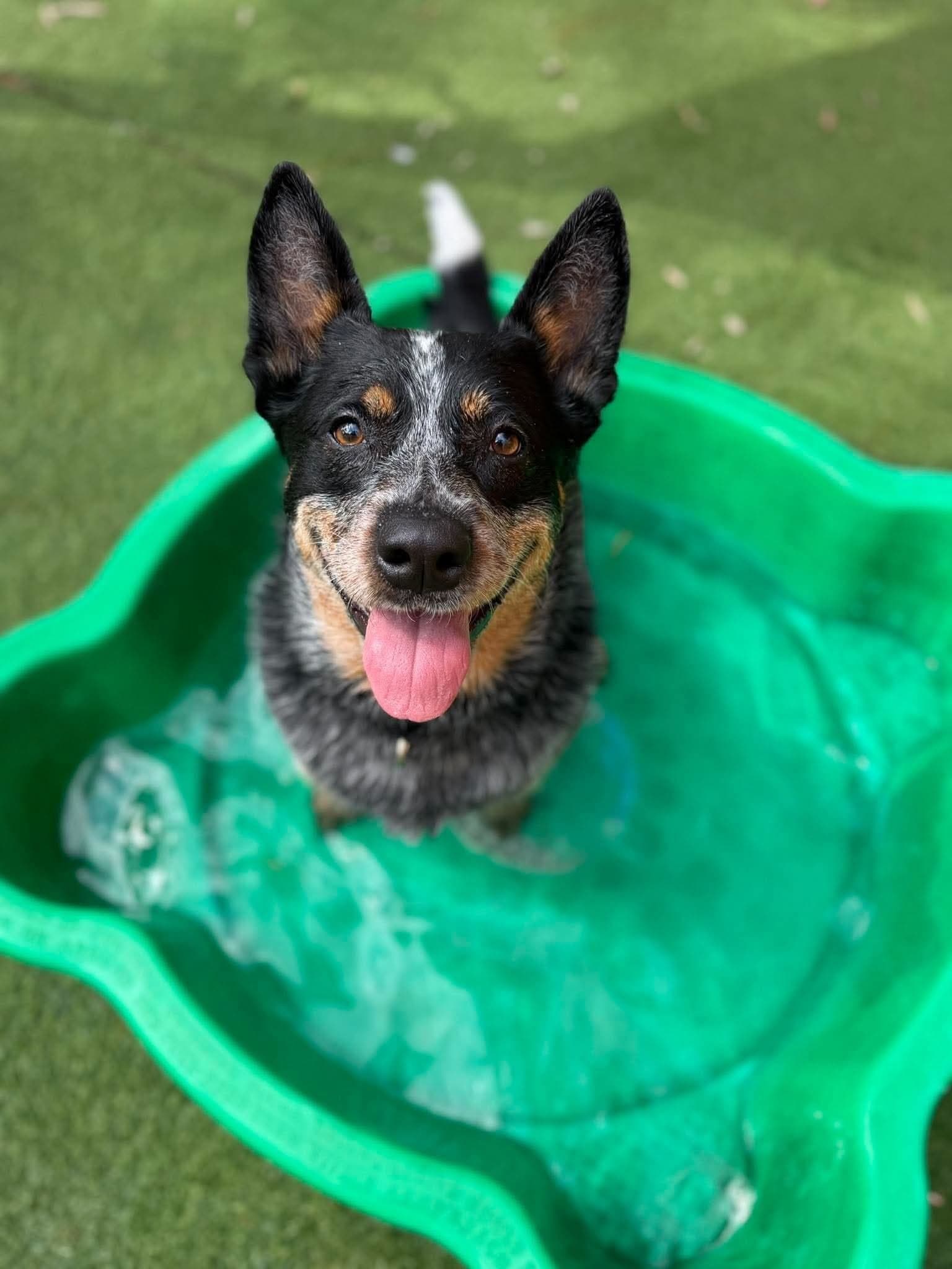 Darla - Blue Heeler x available for adoption in Perth