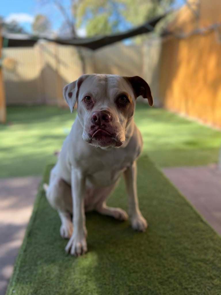 Tallulah - American Bulldog x available for adoption in Perth