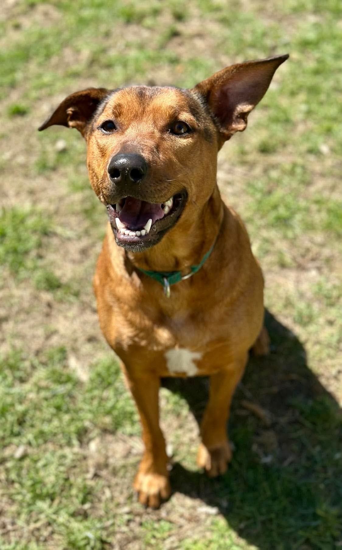 Chilli - Kelpie x available for adoption at K9 Dog Rescue in Perth