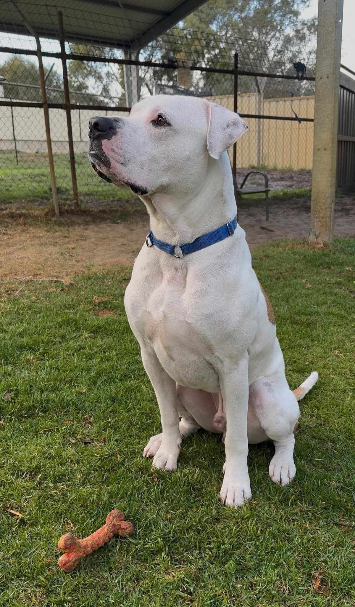 Walter - American Bulldog x available for adoption at K9 Dog Rescue in Perth