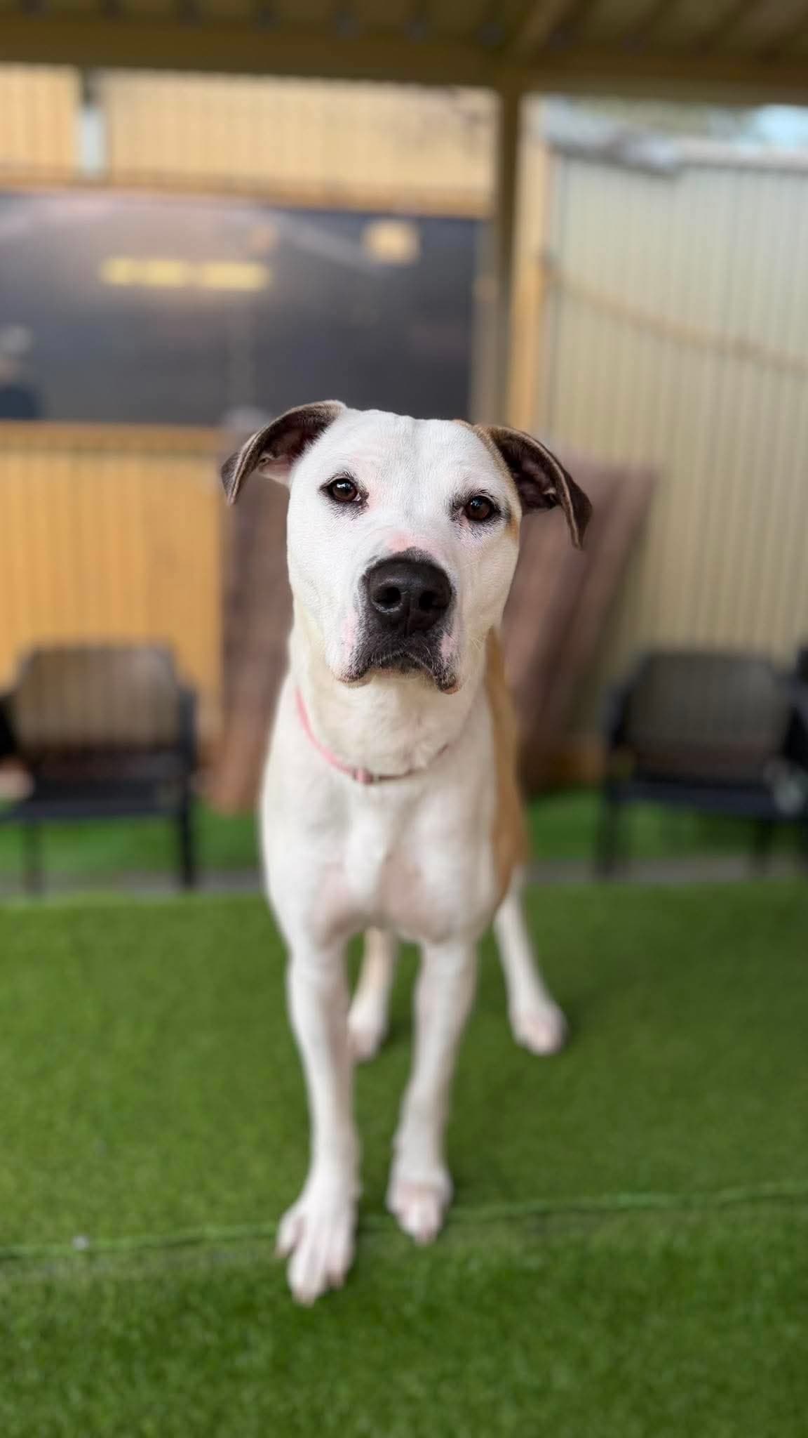 Chai - Bull Arab x available for adoption in Perth
