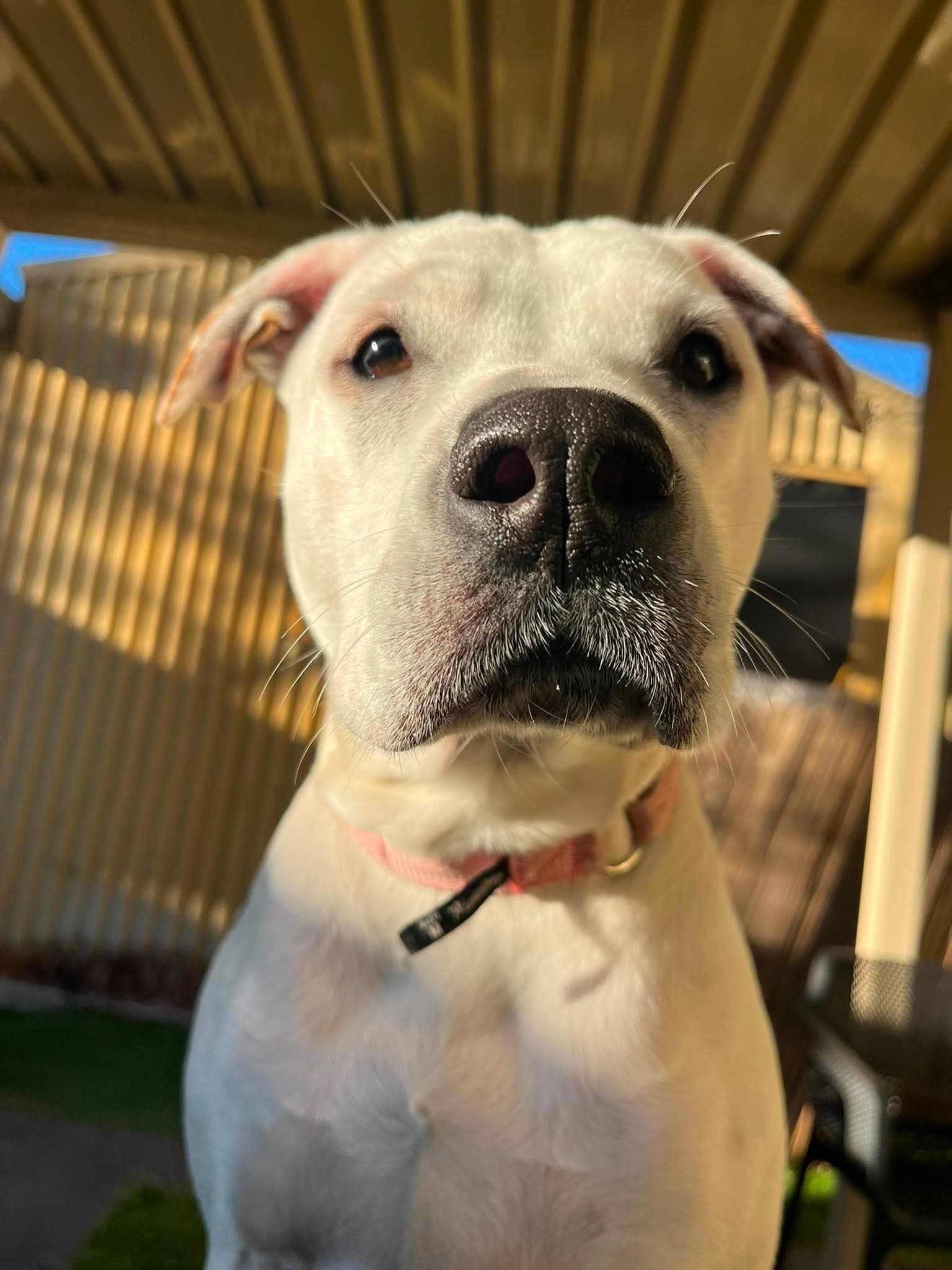 Sugar - Bull Arab x available for adoption at K9 Dog Rescue in Perth