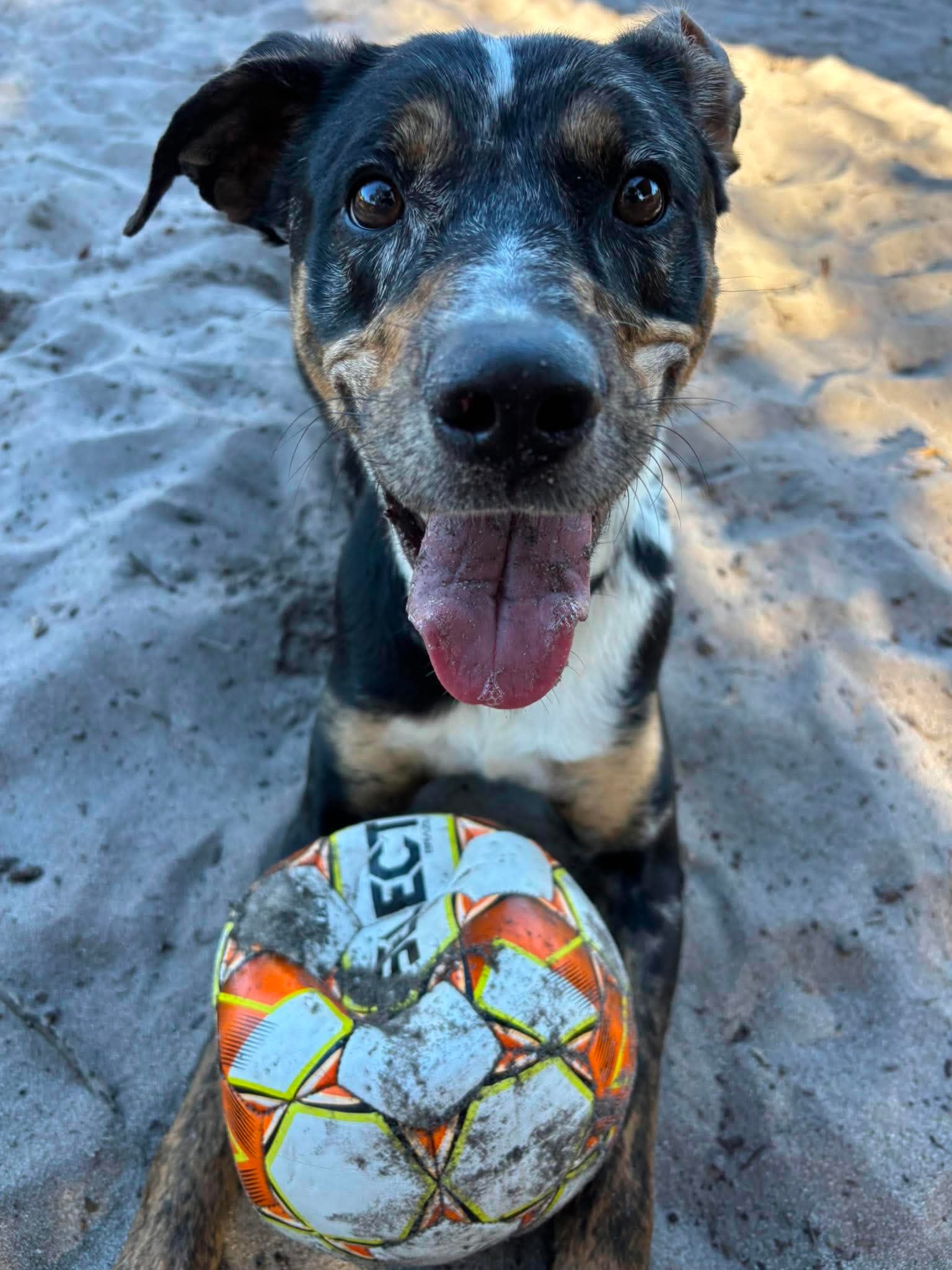 Stryda - Catahoula x available for adoption at K9 Dog Rescue in Perth