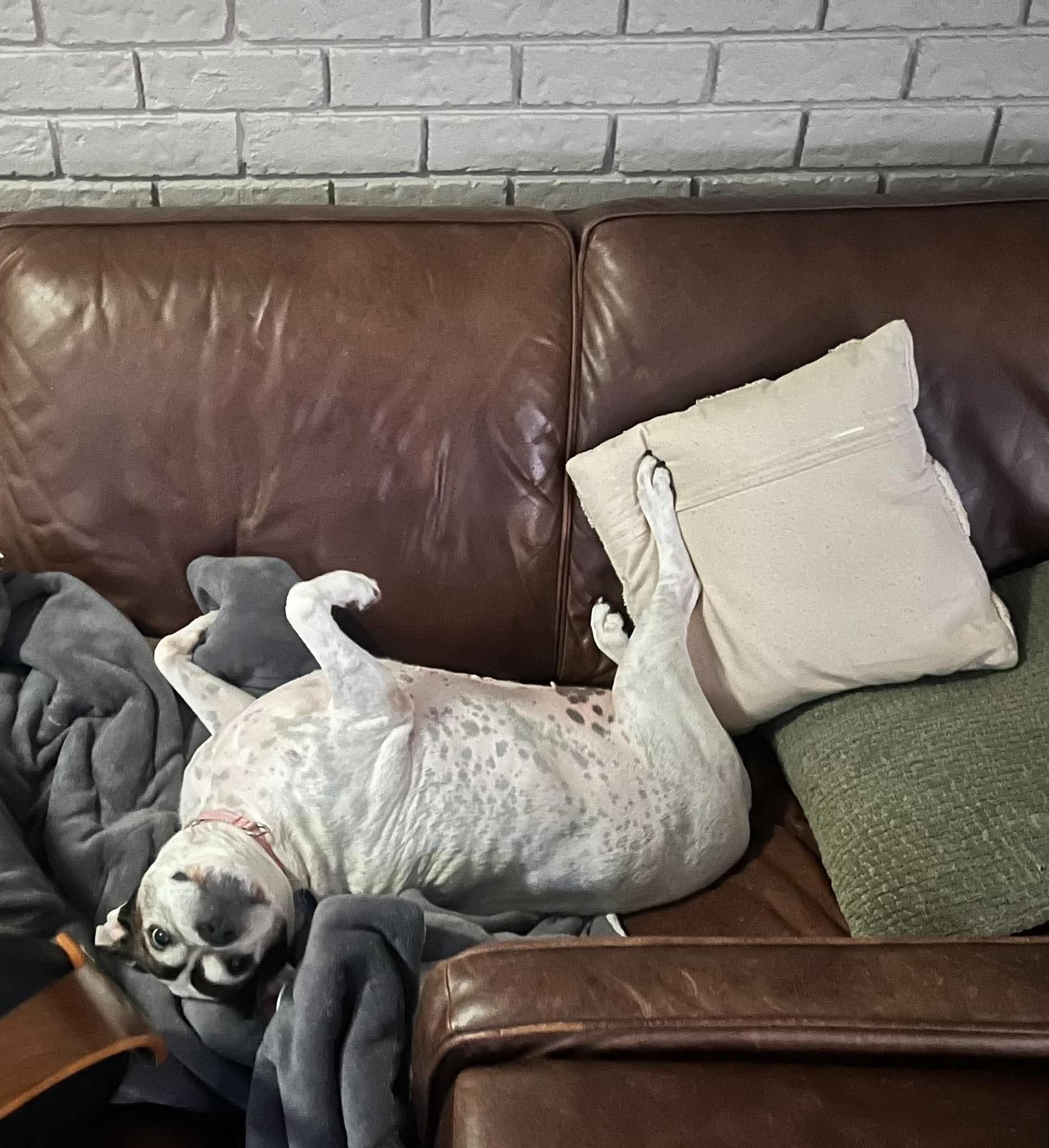 Annie - Staffy x available for adoption in Perth