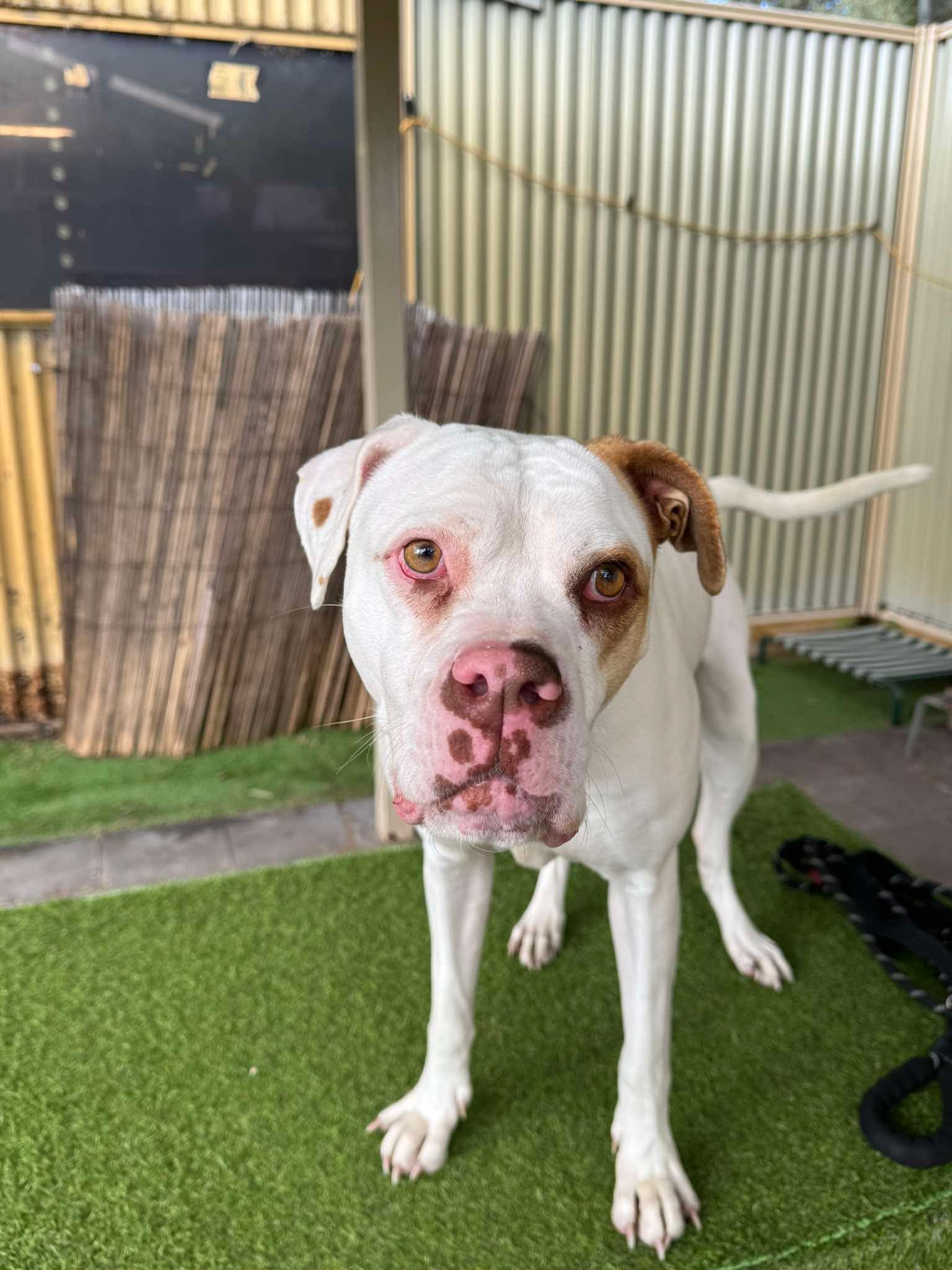 Tallulah - American Bulldog x available for adoption at K9 Dog Rescue in Perth