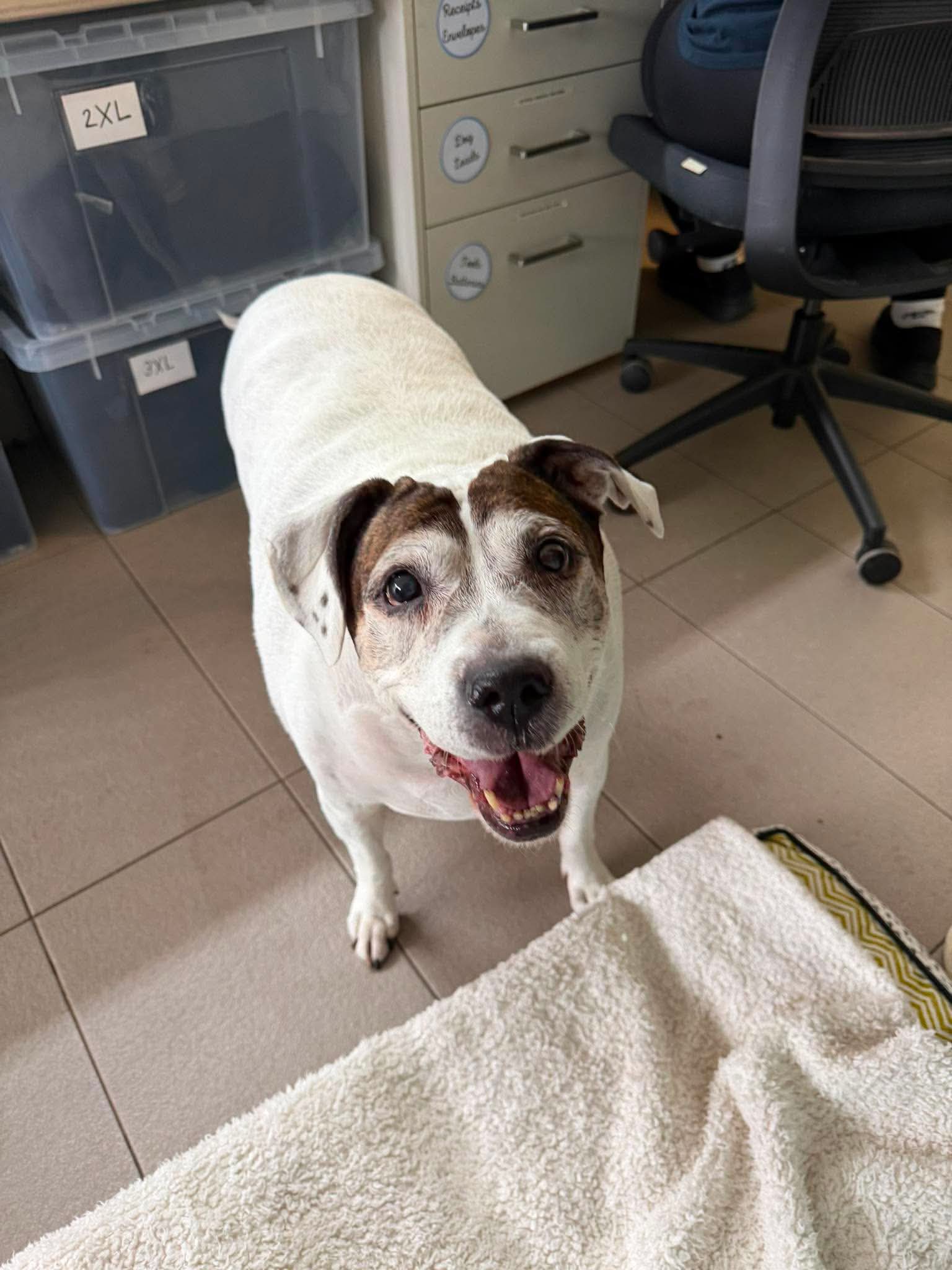 Annie - Staffy x available for adoption at K9 Dog Rescue in Perth