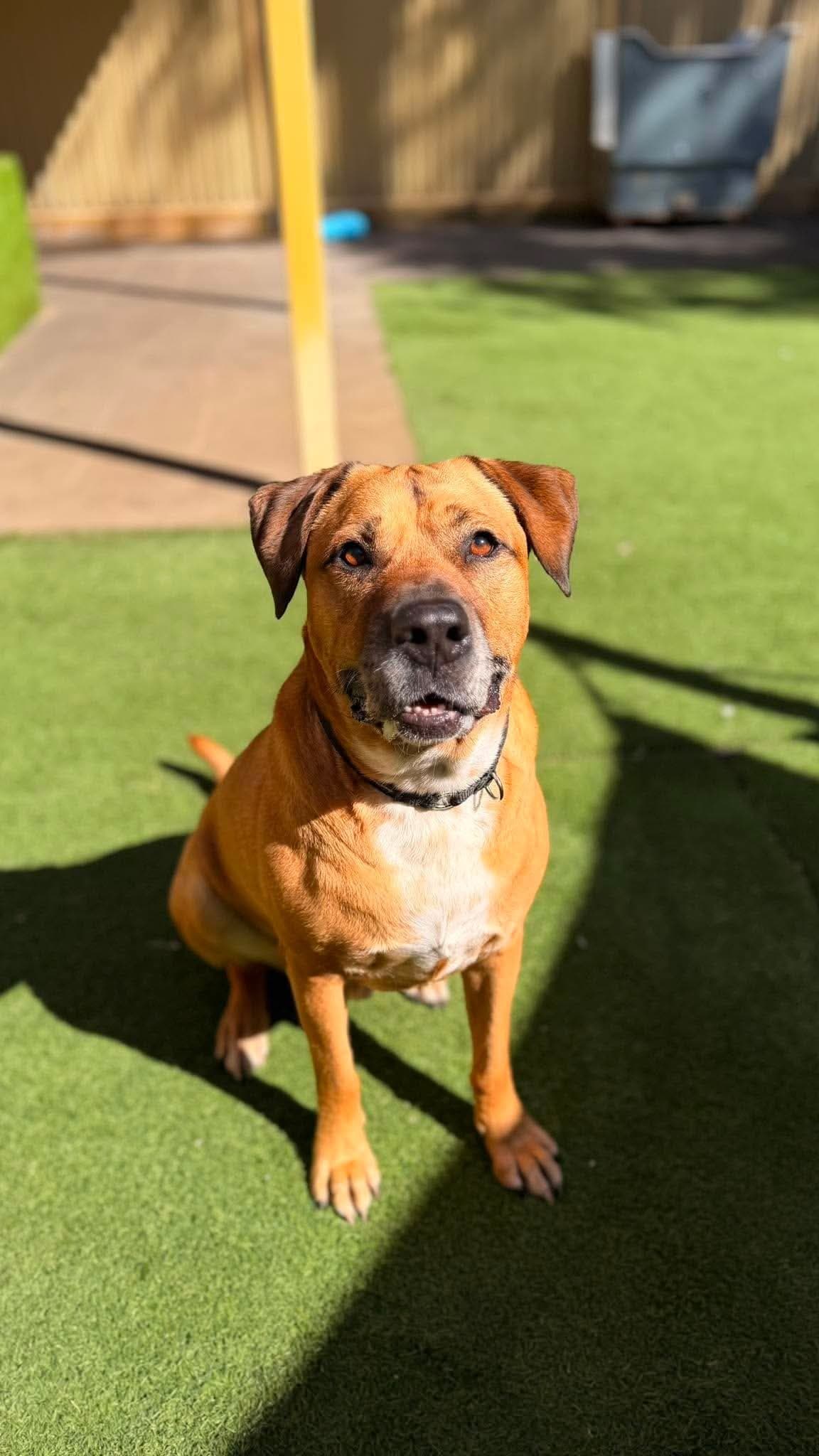 Bernie - Mixed Breed available for adoption at K9 Dog Rescue in Perth