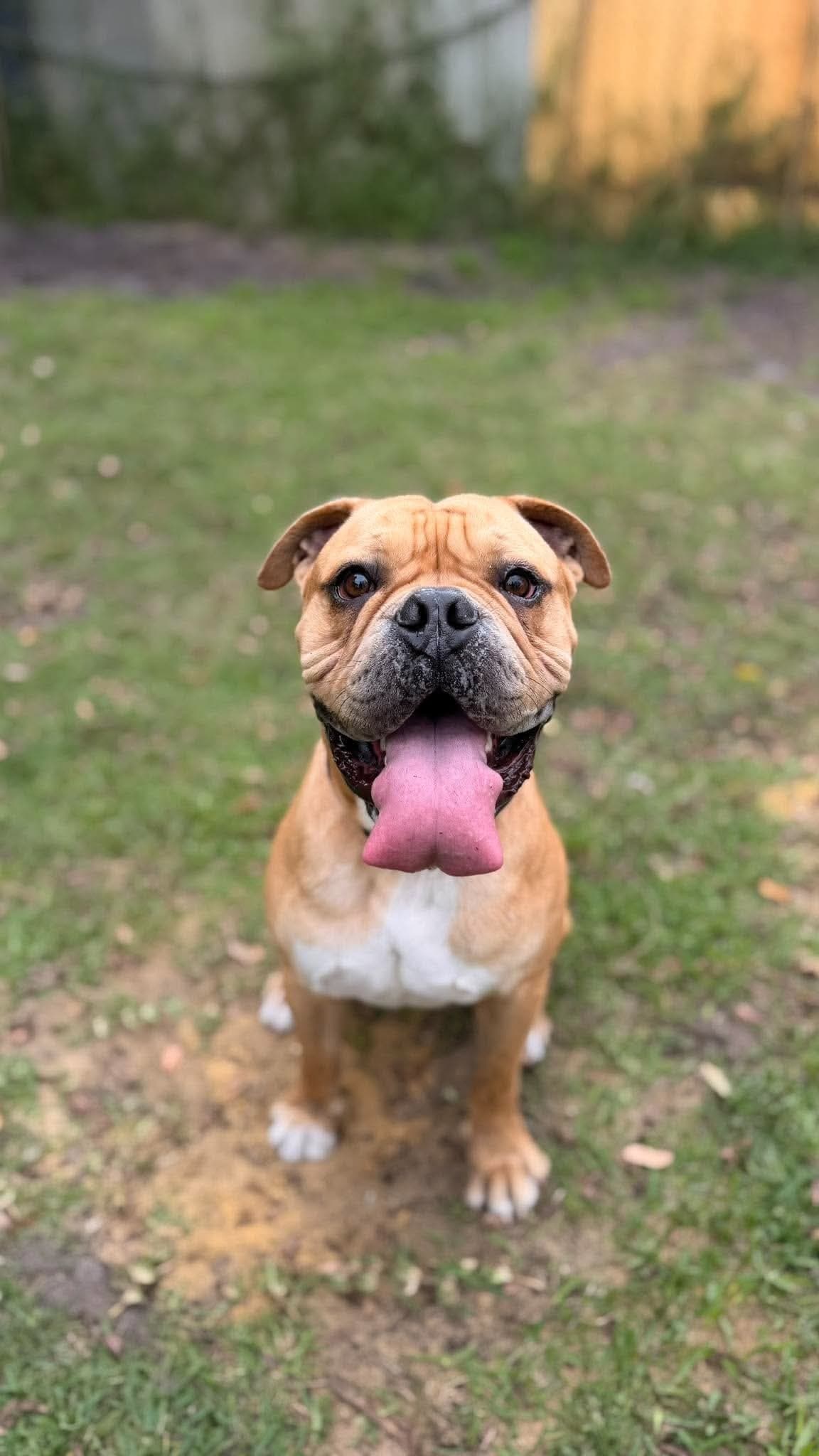 Rolley - Bulldog x available for adoption at K9 Dog Rescue in Perth