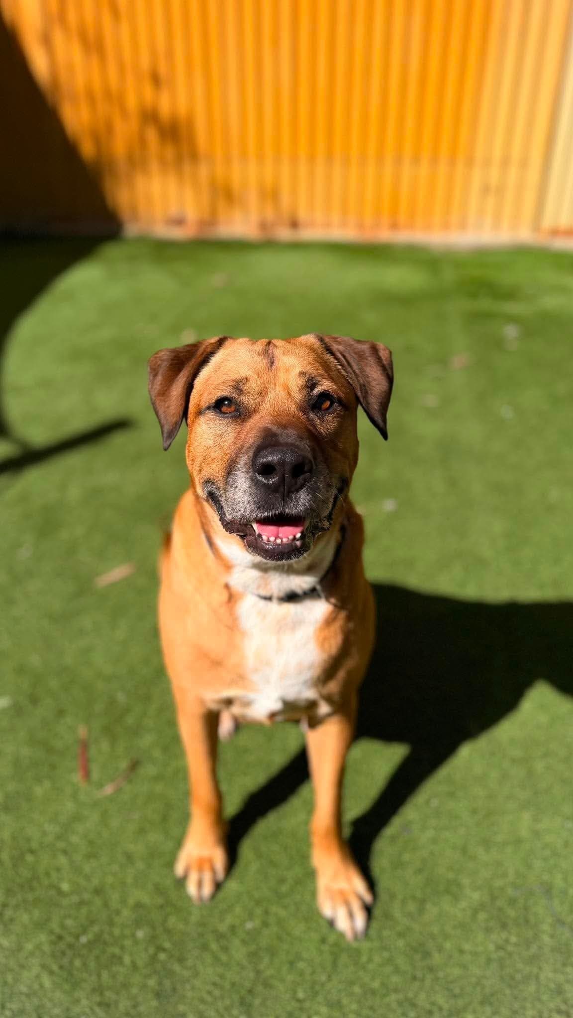 Bernie - Mastiff x available for adoption in Perth