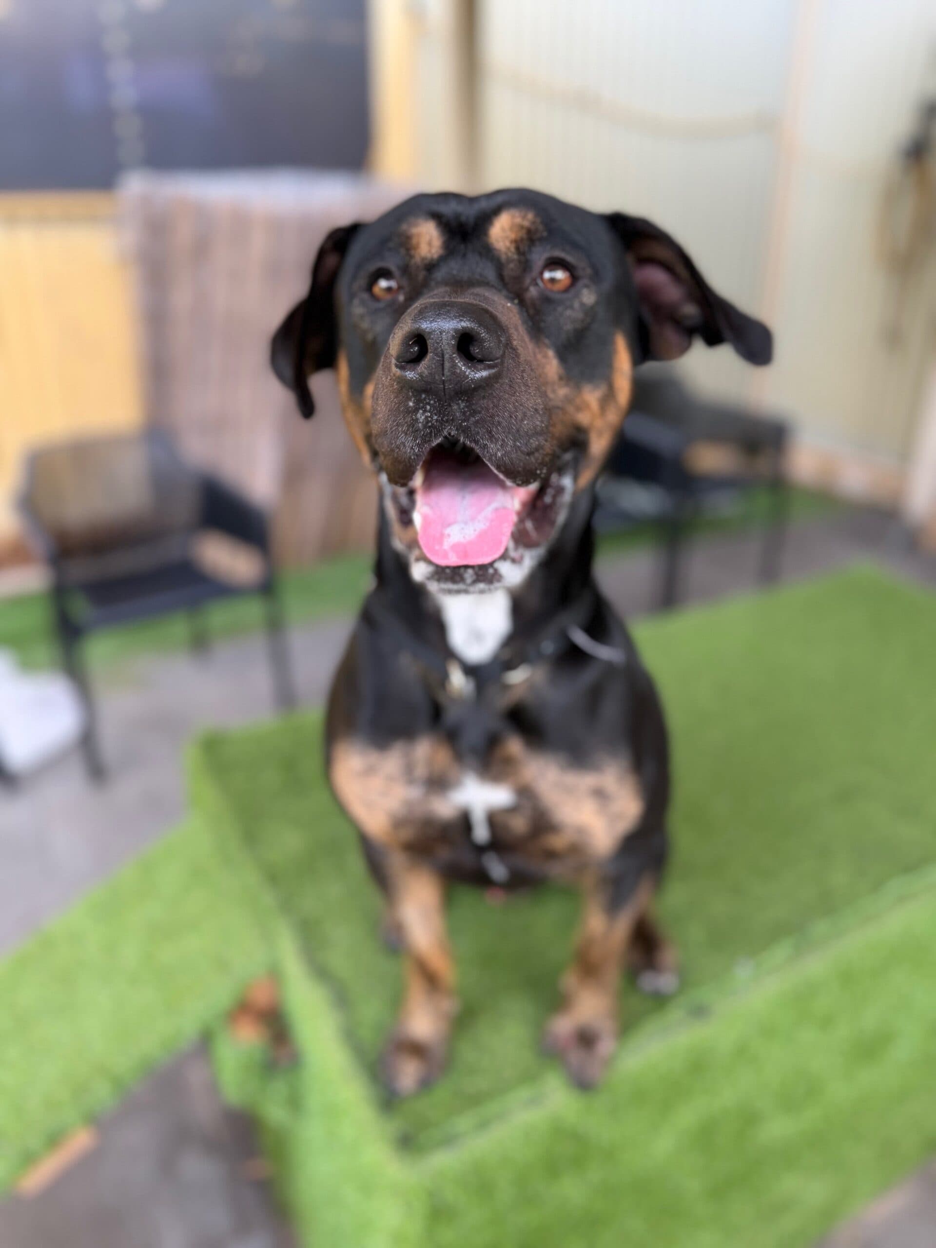 Caesar - Rottweiler x Kelpie available for adoption at K9 Dog Rescue in Perth