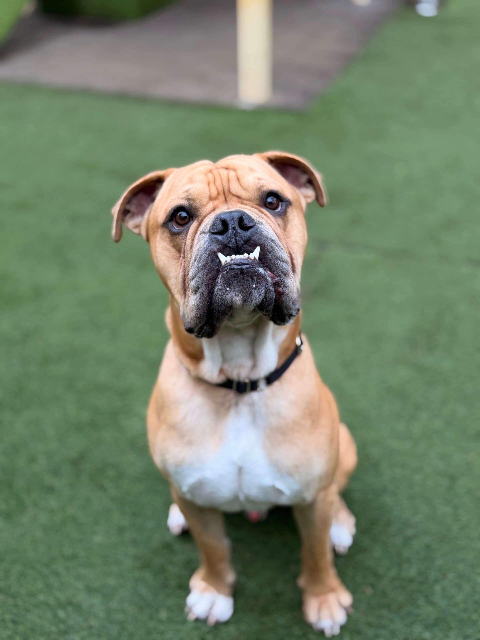 Rolley - Bulldog x available for adoption at K9 Dog Rescue in Perth
