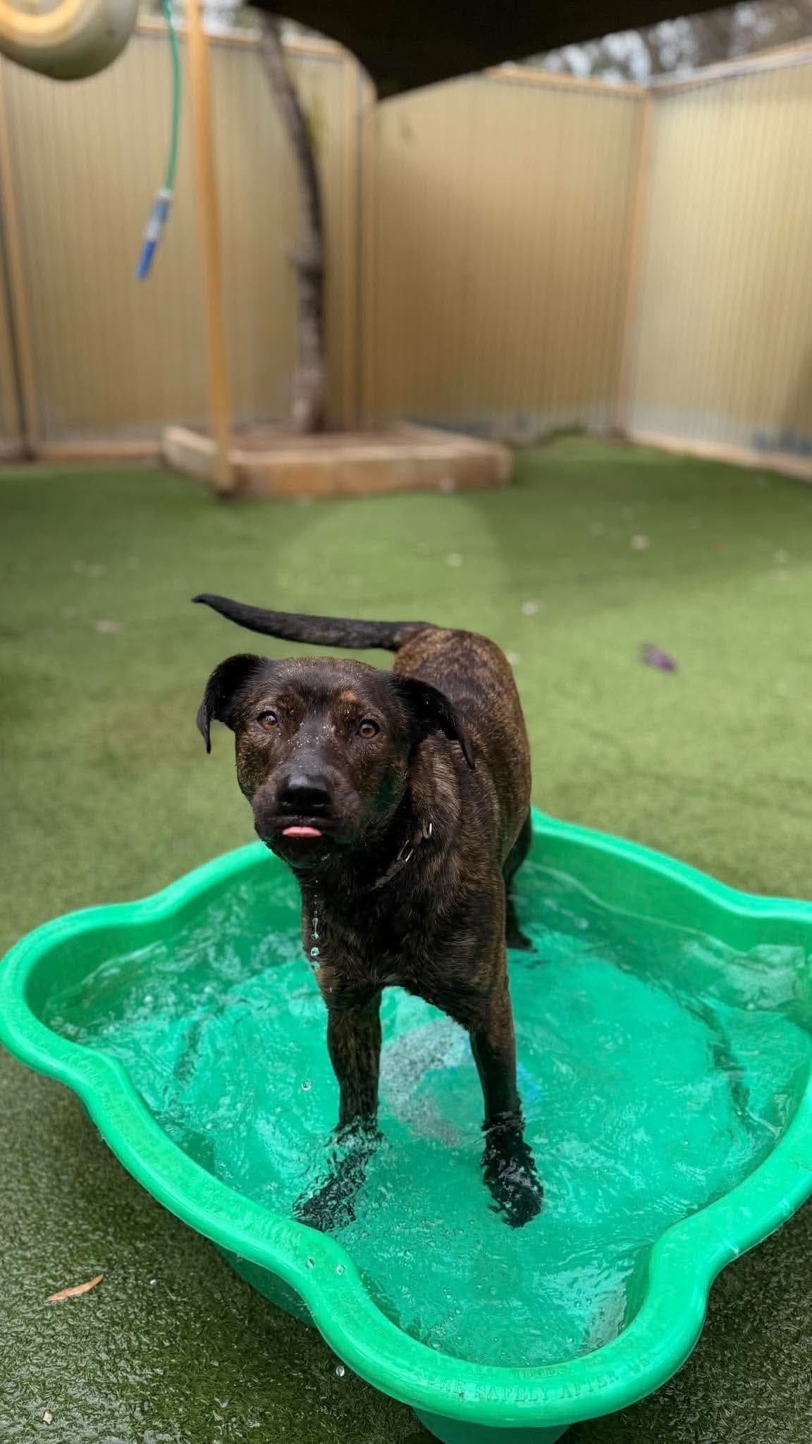 Tess - Staffy x Kelpie available for adoption in Perth