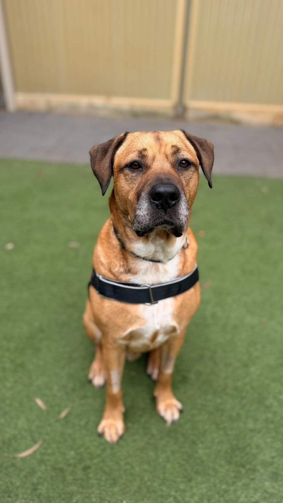 Bernie - Mixed Breed available for adoption in Perth
