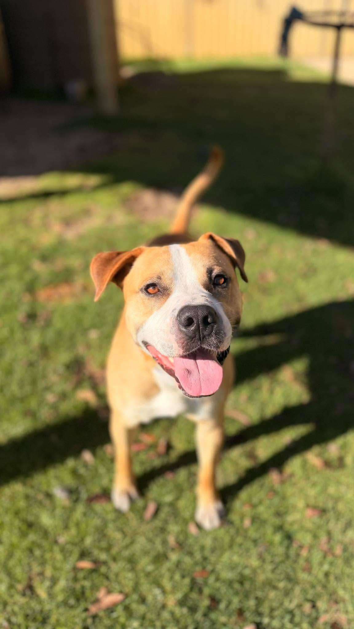 Ranger - Mixed Breed available for adoption at K9 Dog Rescue in Perth