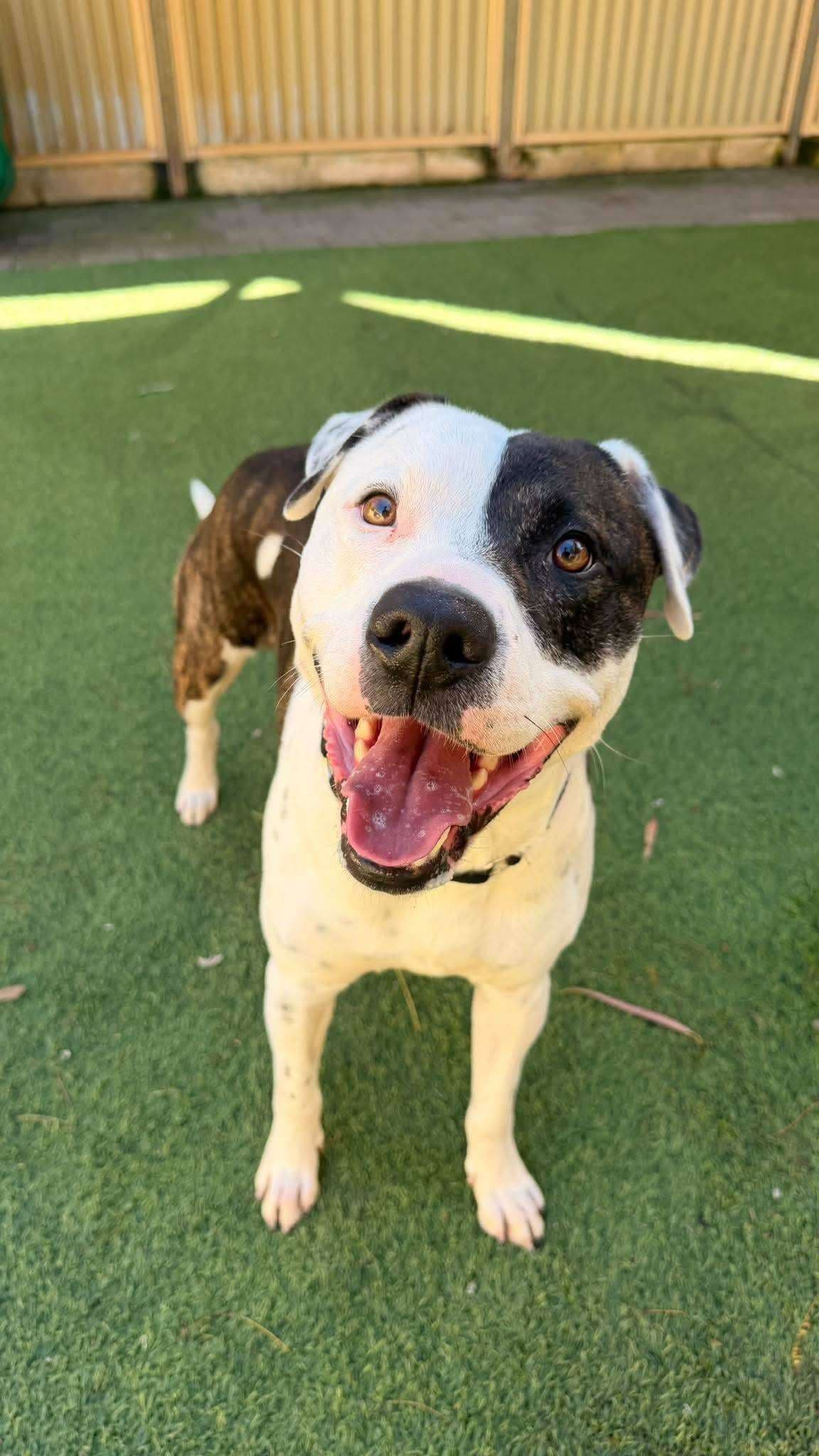 Toby - Mixed Breed available for adoption at K9 Dog Rescue in Perth
