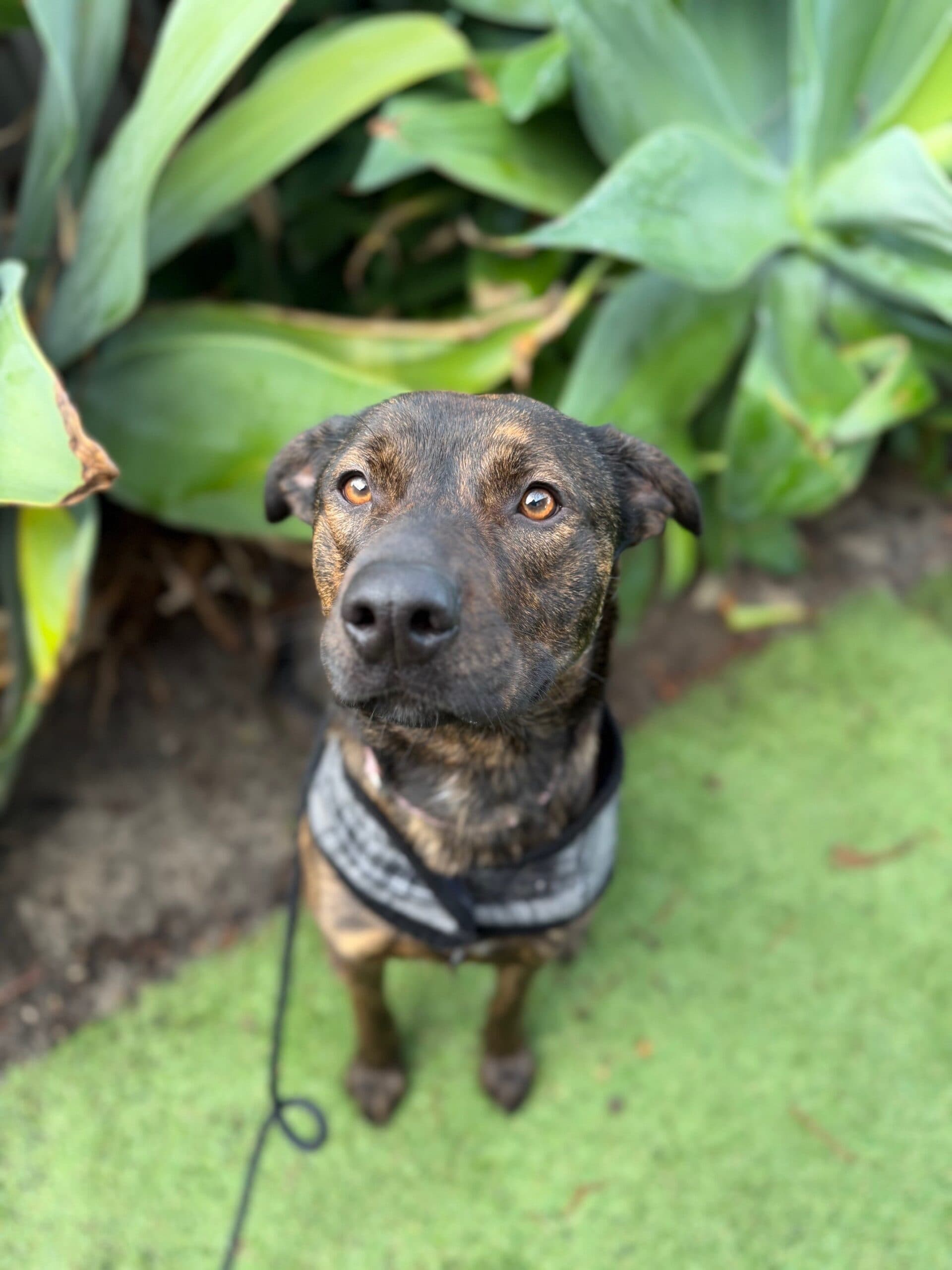 Tess - Staffy x Kelpie available for adoption at K9 Dog Rescue in Perth