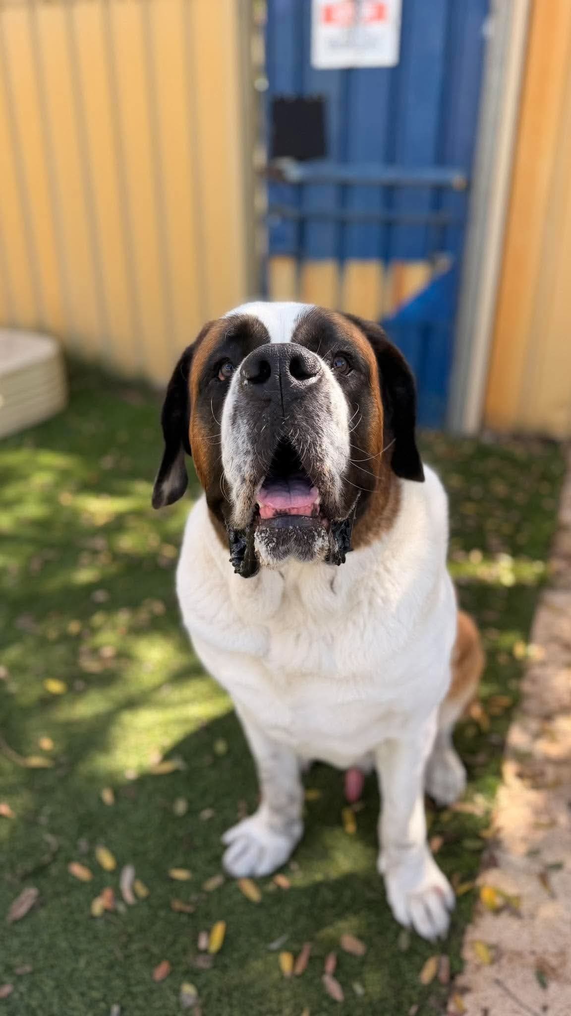 Maverick - Mixed Breed available for adoption at K9 Dog Rescue in Perth