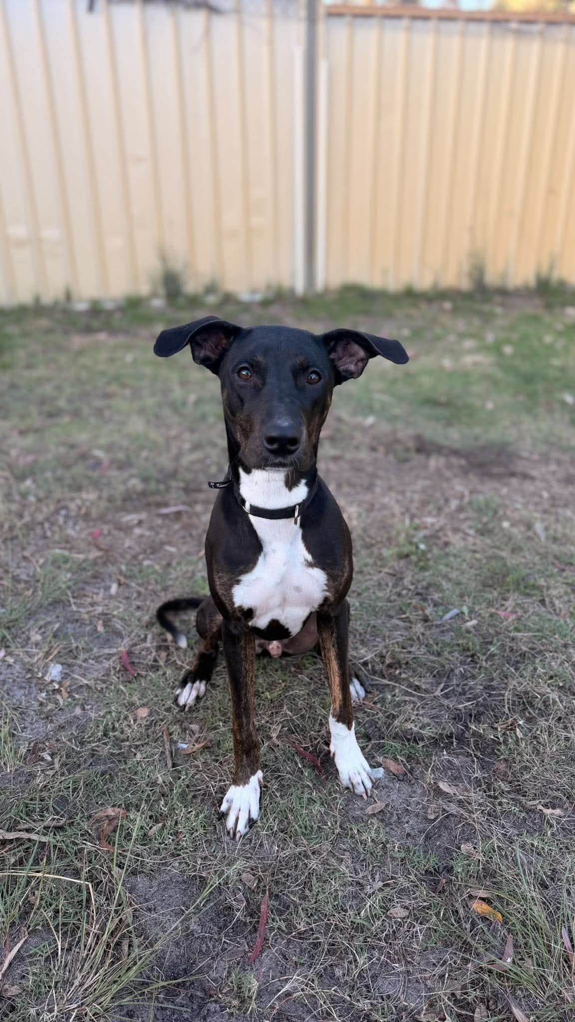 Cricket - Mixed Breed available for adoption at K9 Dog Rescue in Perth