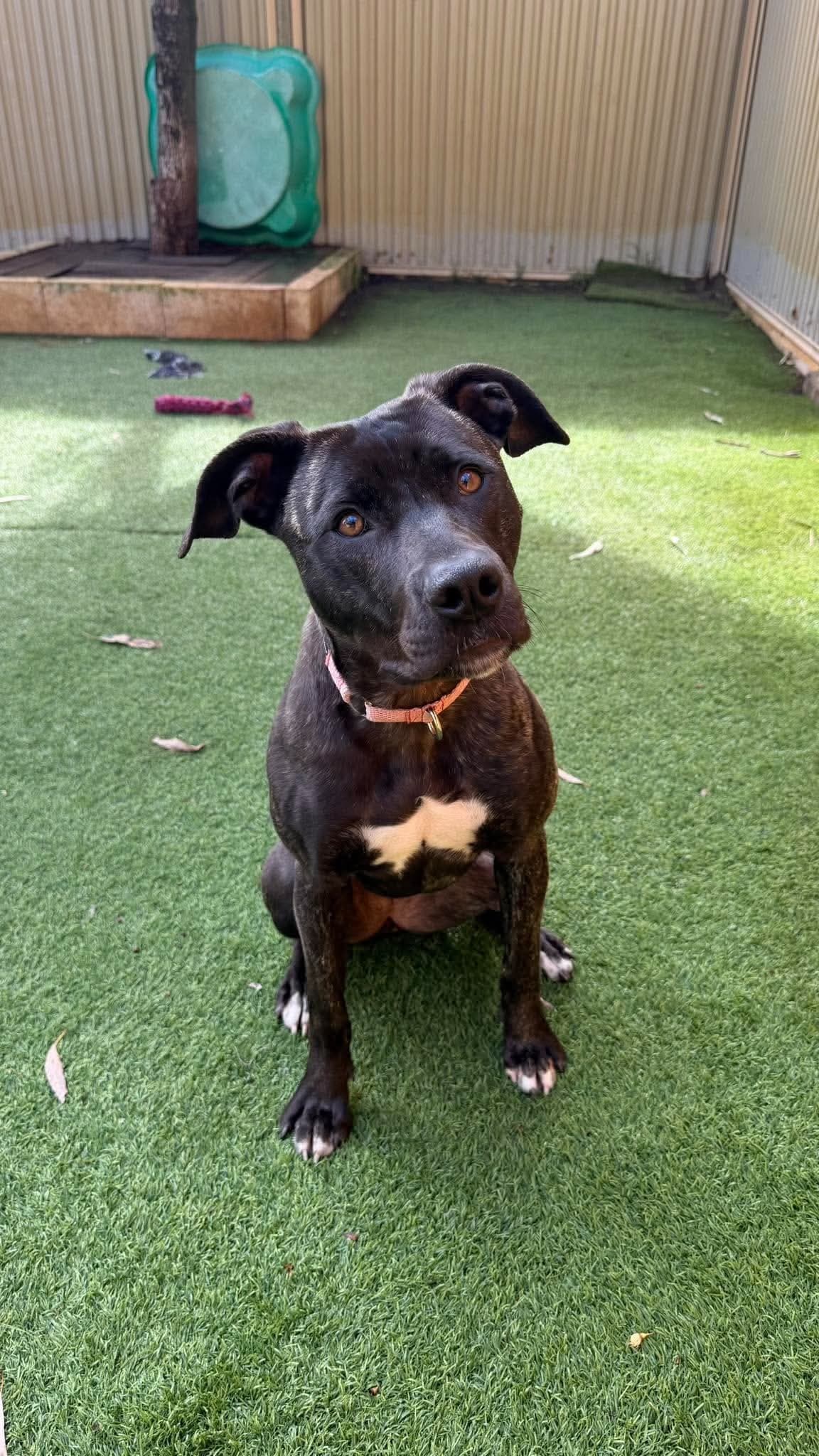 Panther - Mixed Breed available for adoption at K9 Dog Rescue in Perth