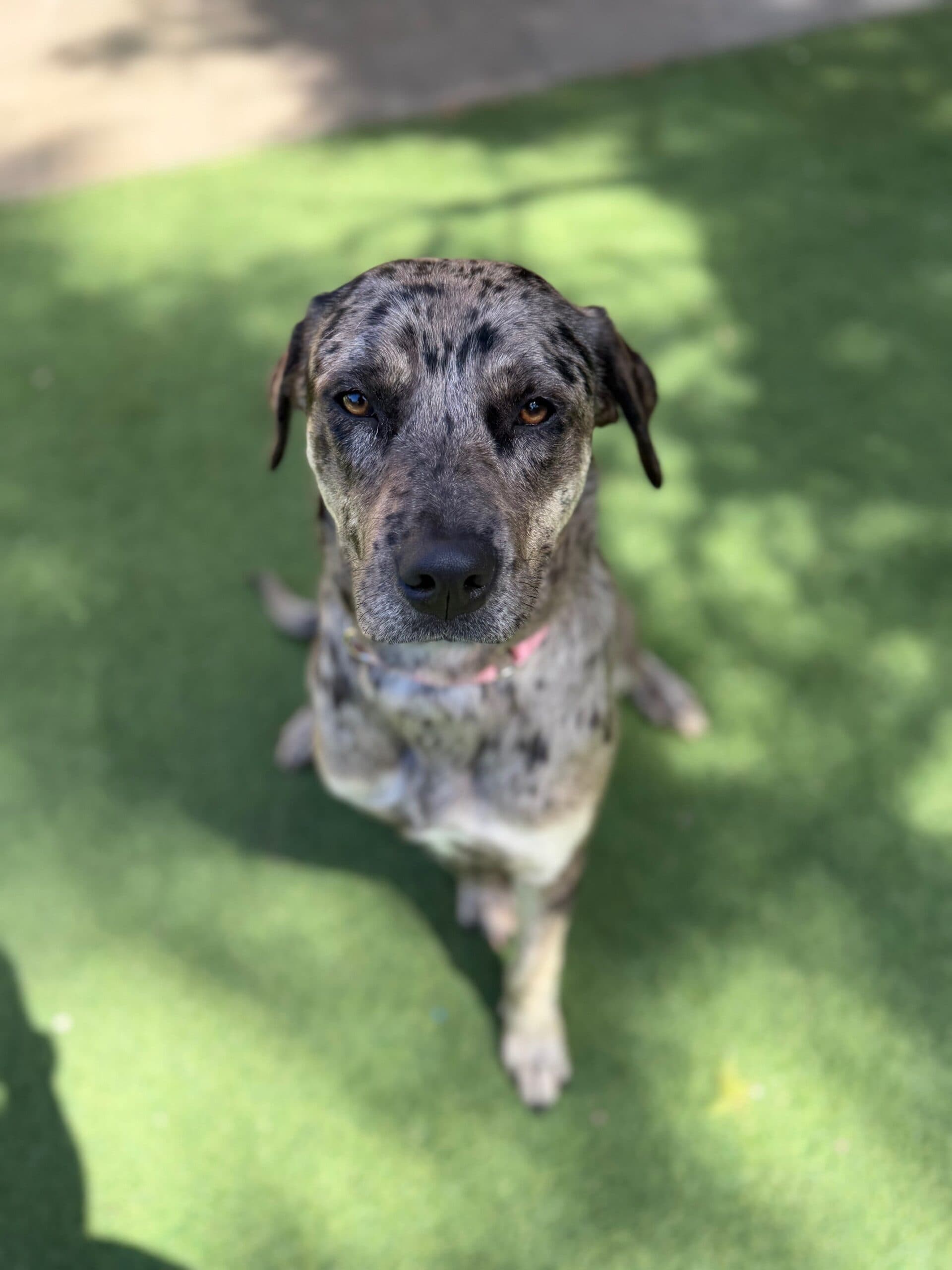 Daisy - Mixed Breed available for adoption at K9 Dog Rescue in Perth