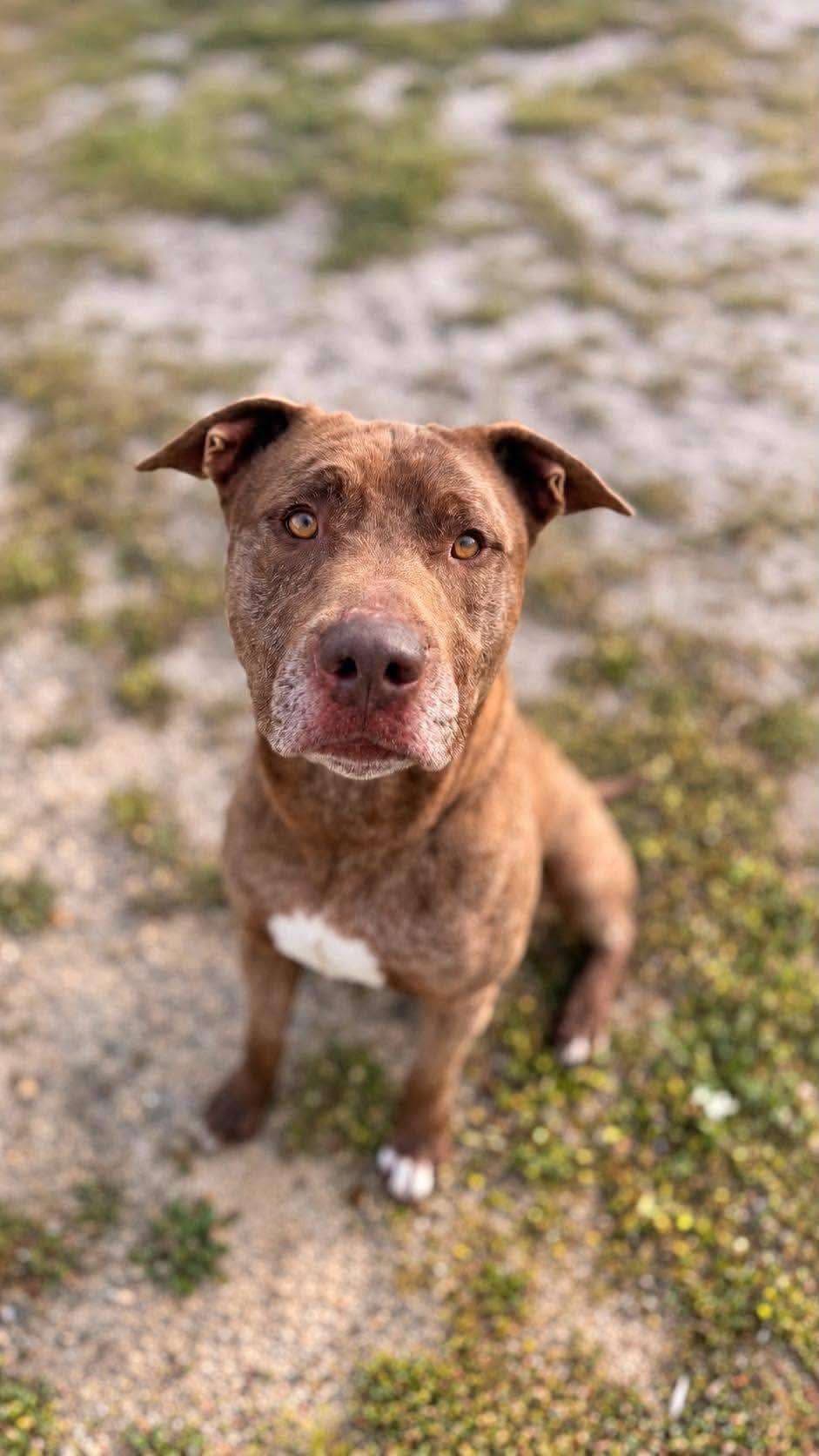 Bear - Mixed Breed available for adoption at K9 Dog Rescue in Perth