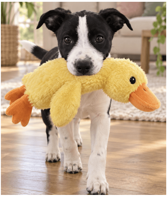 Daisy Mae - American Staffordshire Terrier available for adoption at RSPCA NSW in Sydney
