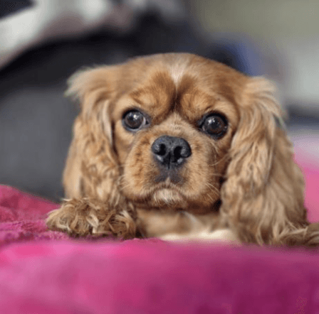Chance - Cavalier King Charles Spaniel available for adoption at RSPCA NSW in Sydney