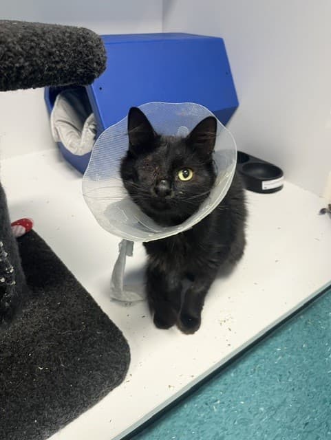 Sherri - Domestic Medium Hair cat available for adoption at RSPCA NSW in Calgary