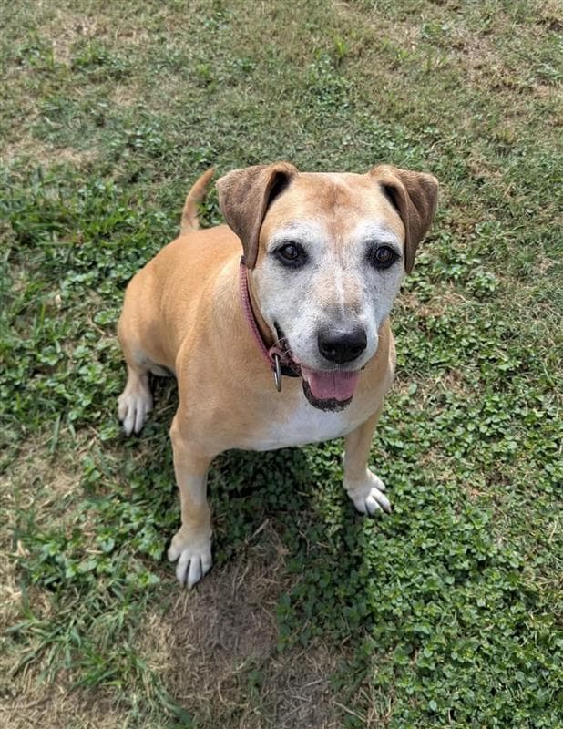Blanche - Staffordshire Bull Terrier / Labrador Retriever available for adoption in Calgary