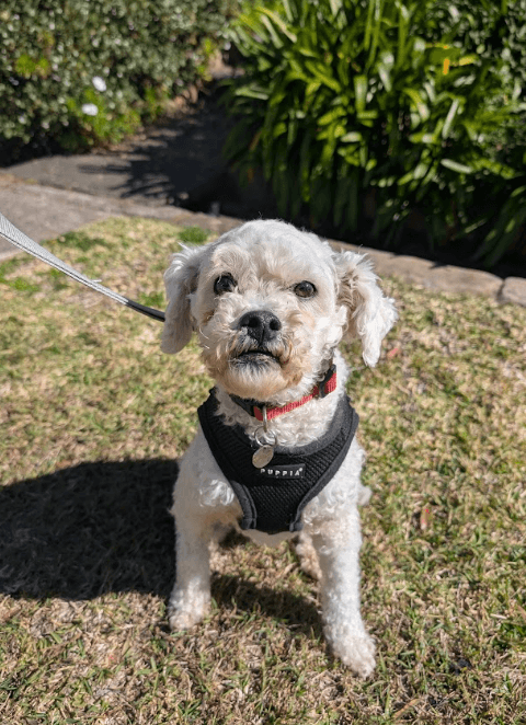 Leo - Bichon Frise available for adoption at RSPCA NSW in Sydney