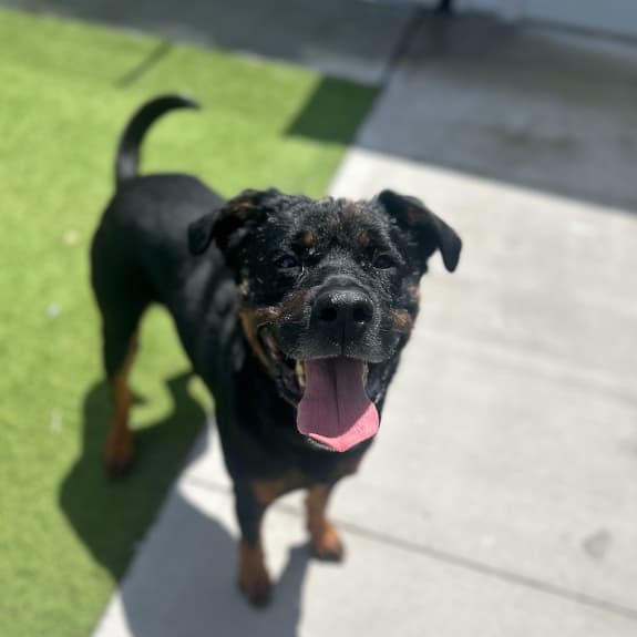 Kaiser - Rottweiler available for adoption in Sydney