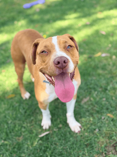 Gucci - American Staffordshire Terrier available for adoption at RSPCA NSW in Sydney