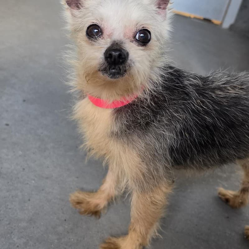 Petal - Chihuahua (Smooth Coat) available for adoption in Newcastle
